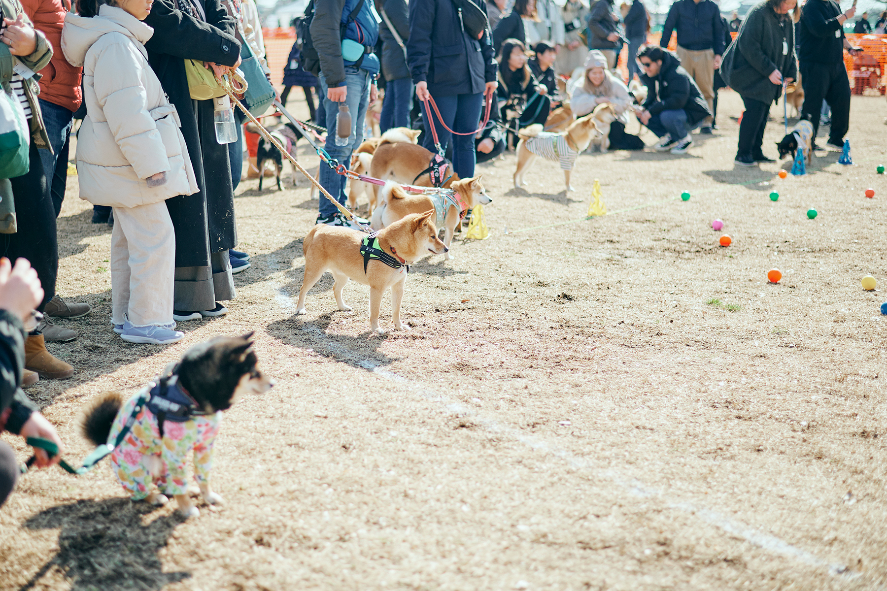 ボール取りゲーム(BostonTerrier)