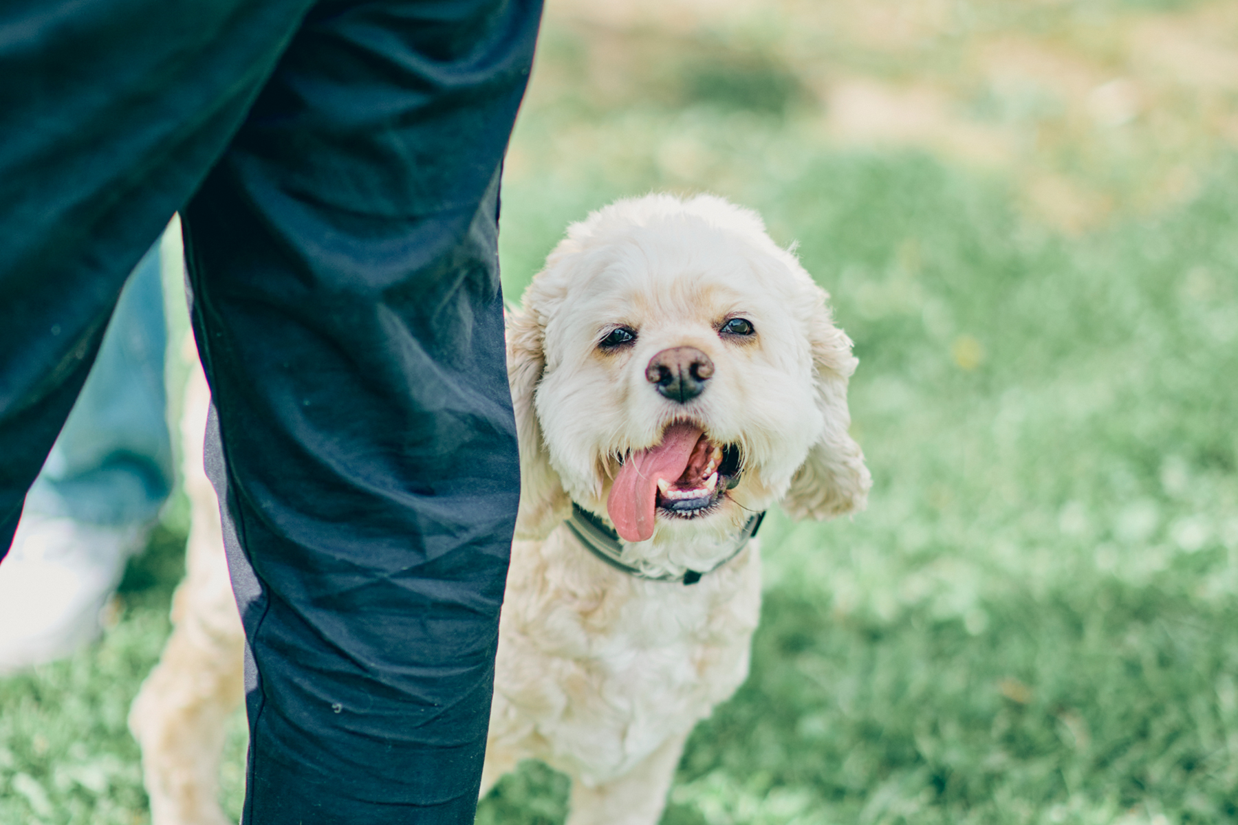 ご長寿犬表彰(Cocker Spaniel)