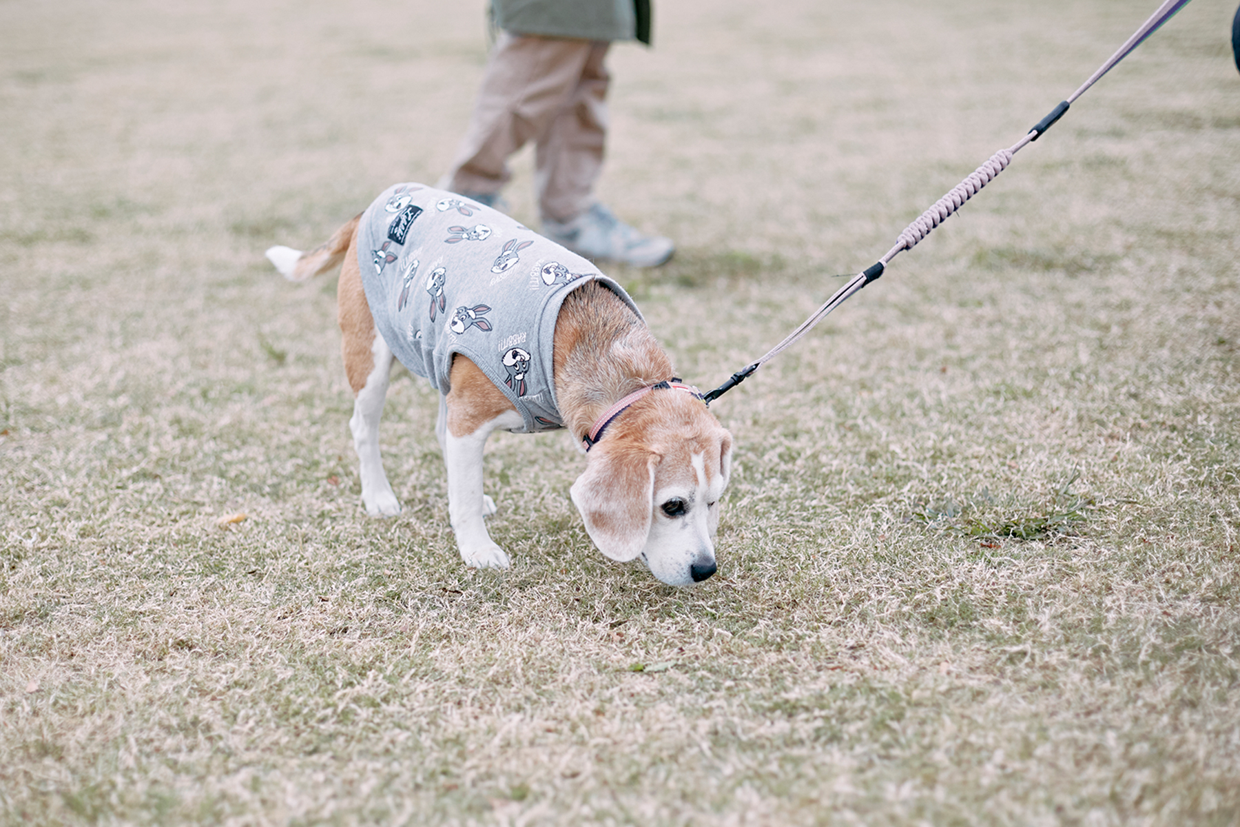 ご長寿犬表彰(Beagle)