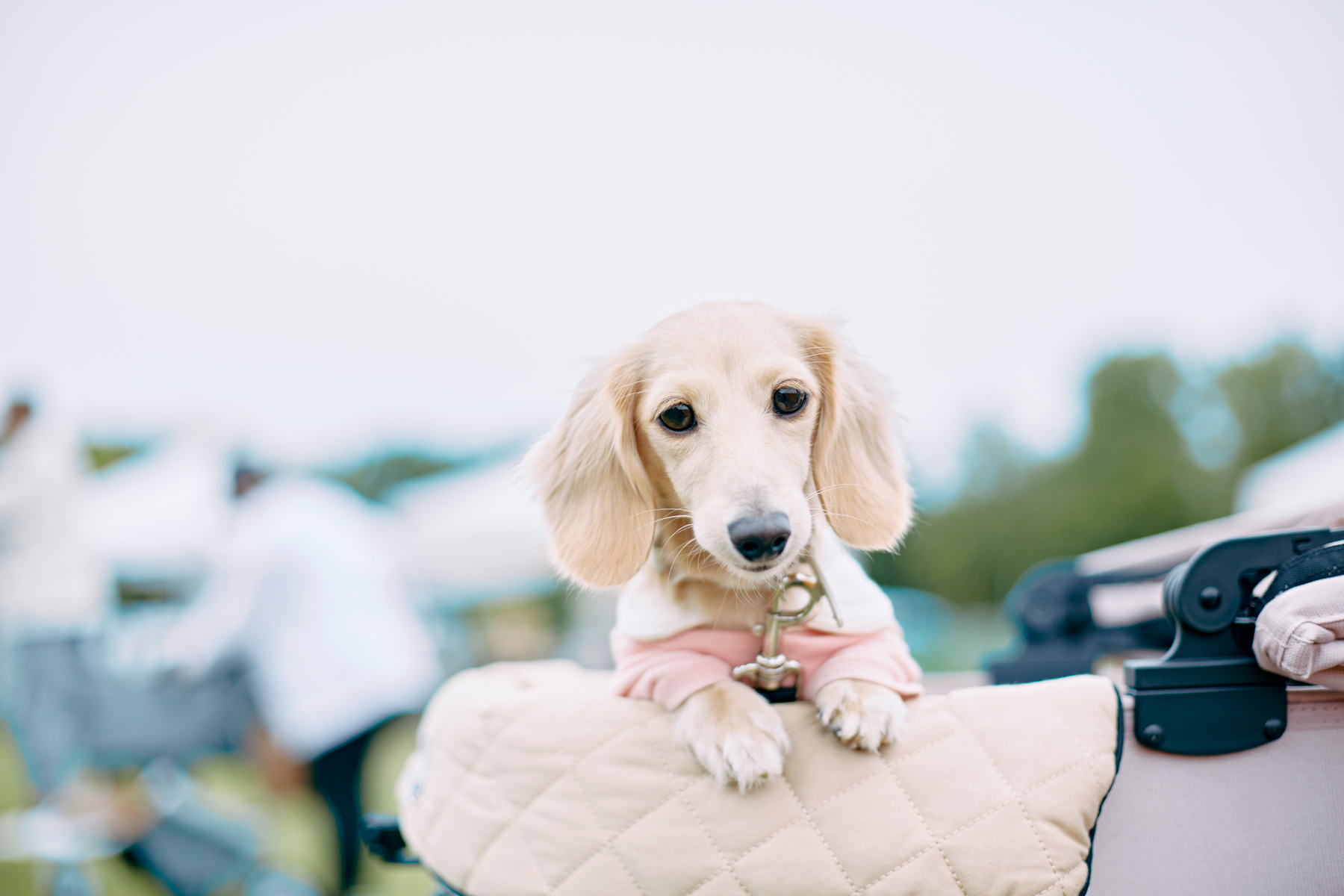 パピーセミナー(Dachshund)