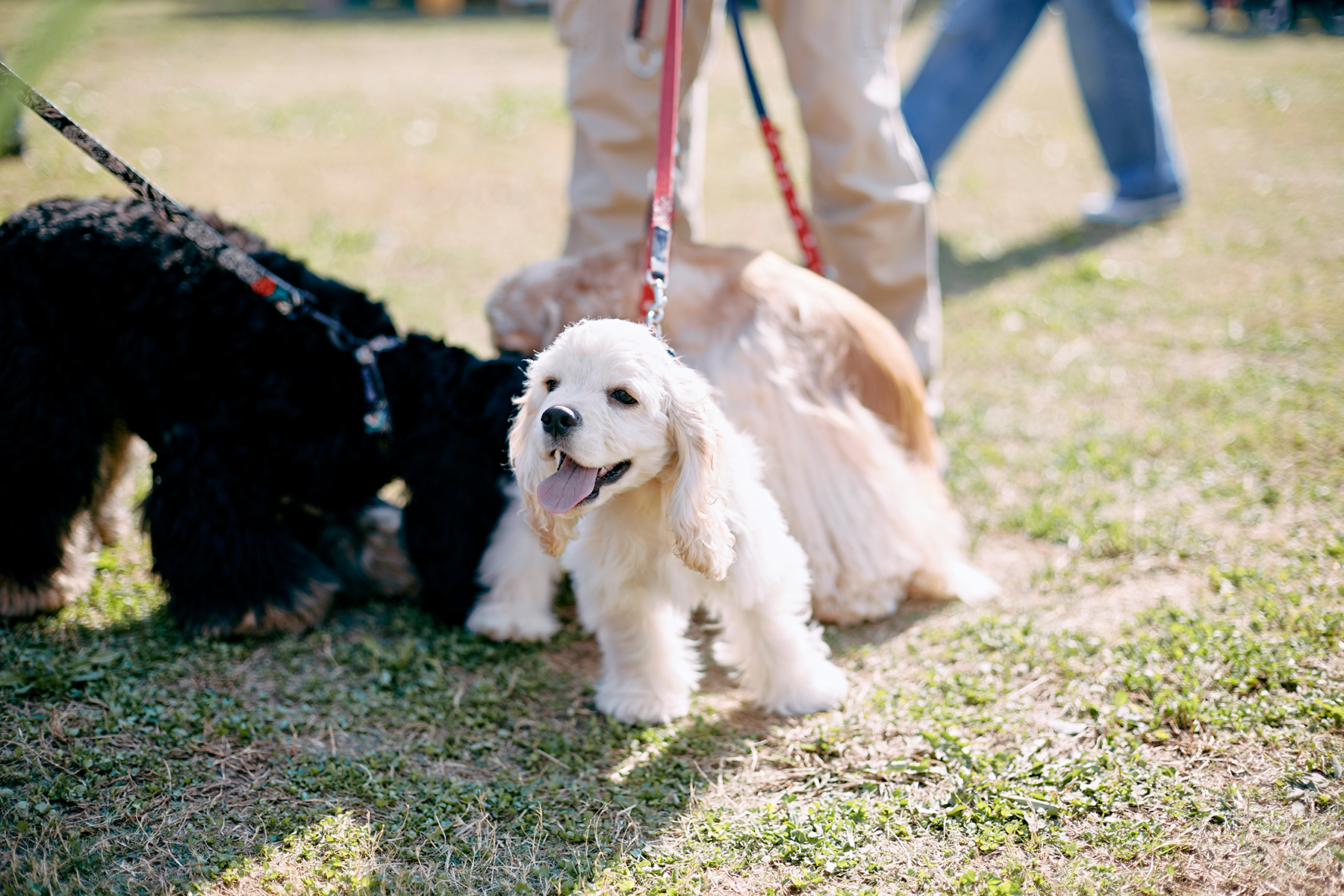 パピーセミナー(Cocker Spaniel)