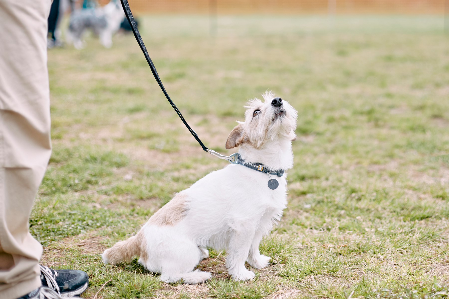 ご長寿犬表彰(Jack Russell Terrier)