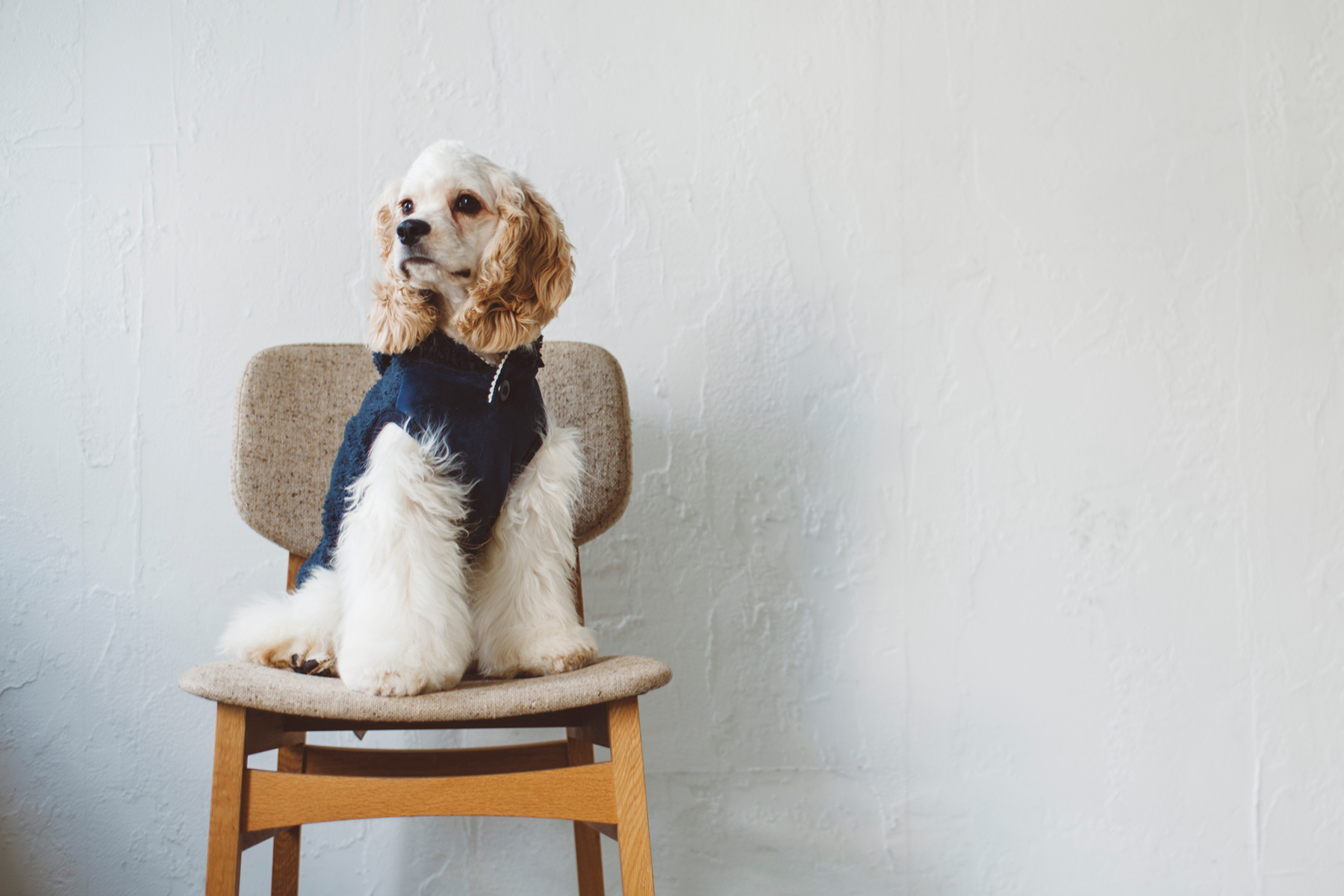 Cocker Spaniel Festival 2022