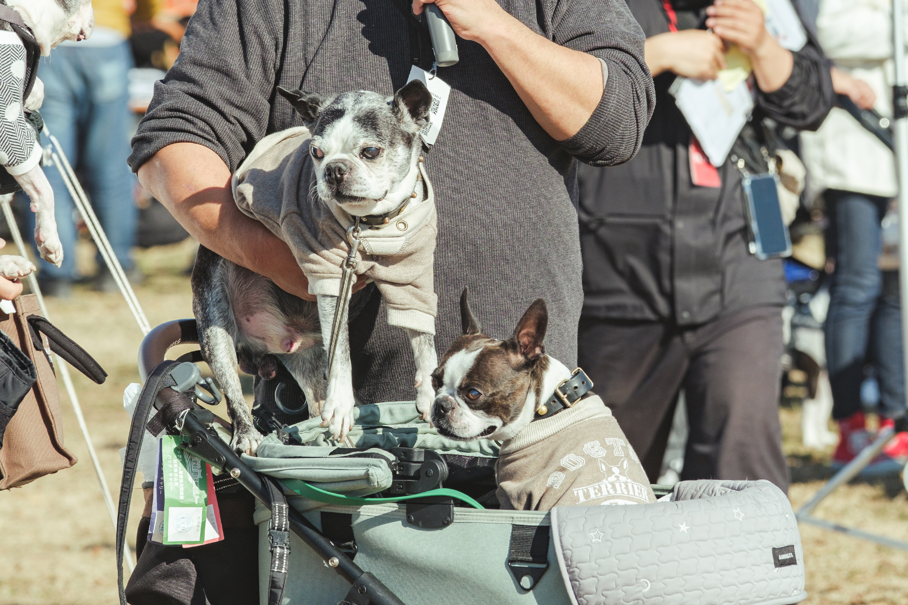 ご長寿犬表彰(BostonTerrier)