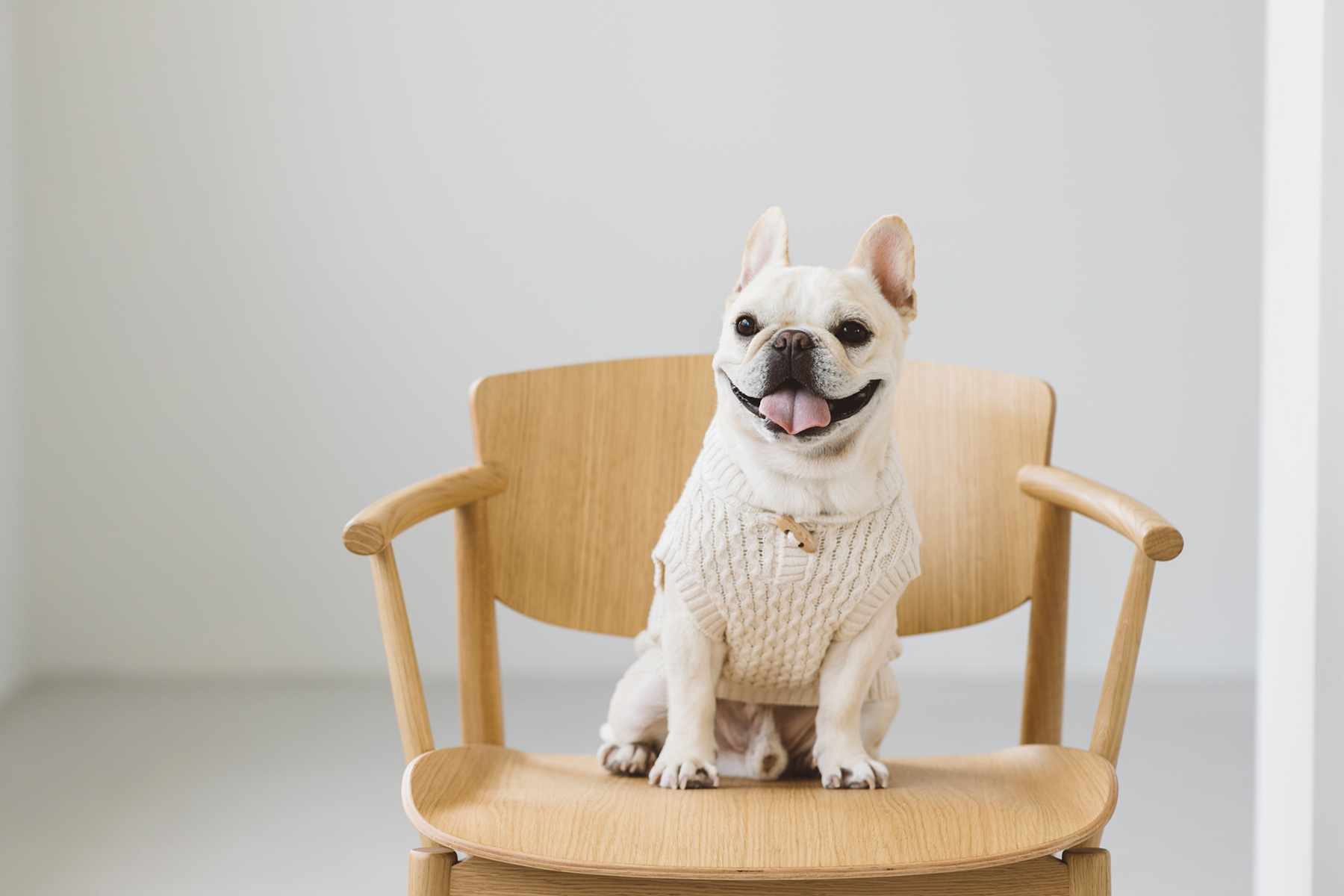 French Bulldog MEET UP 2021(Autumn/Winter)