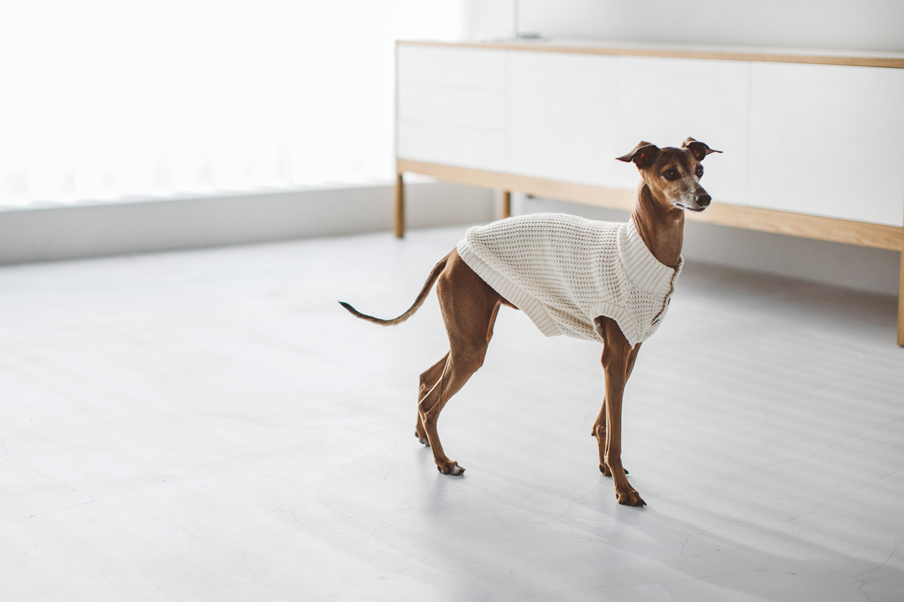 Italian Greyhound Festival 2021