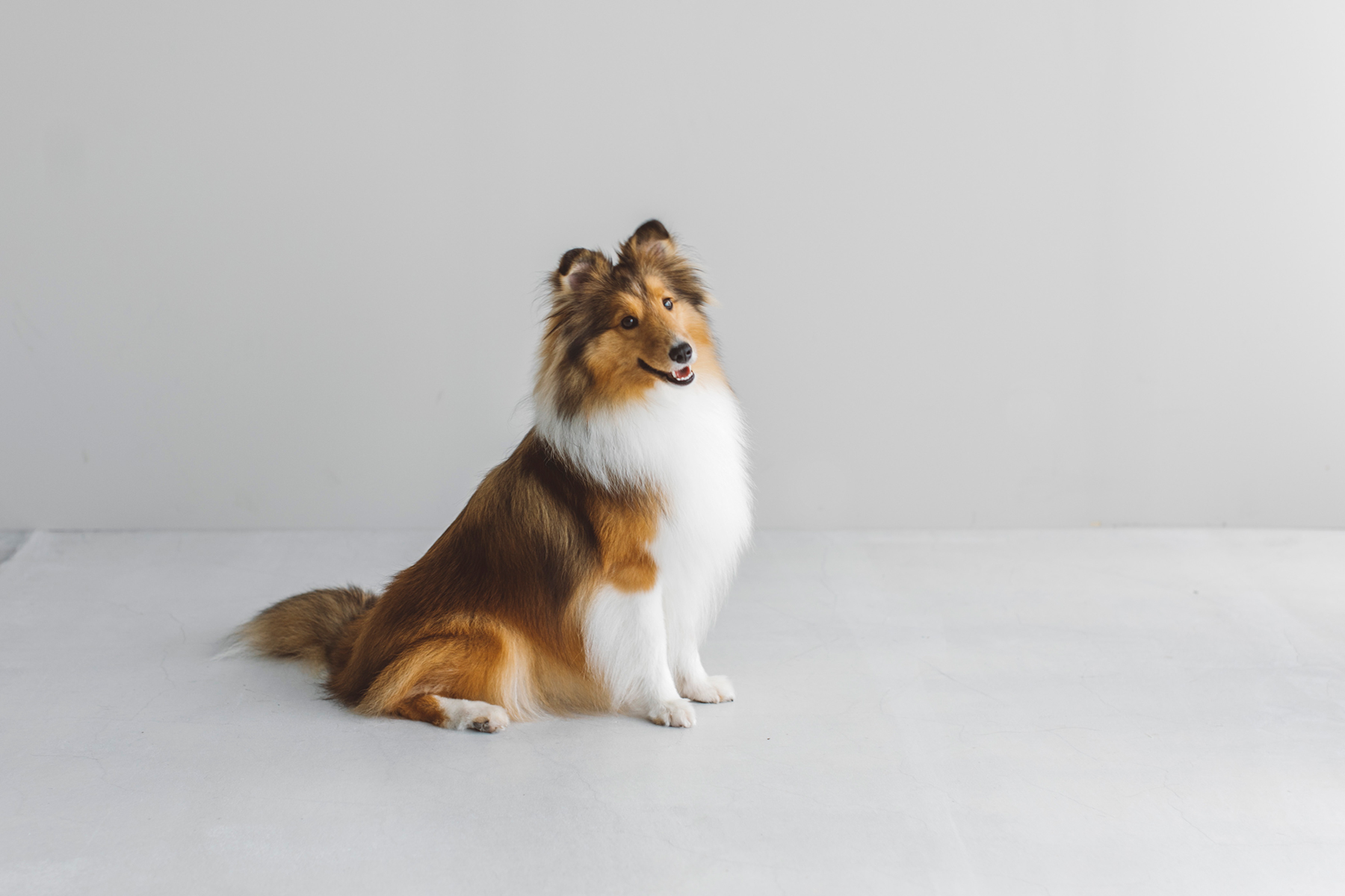 Shetland Sheepdog MEET UP 2025