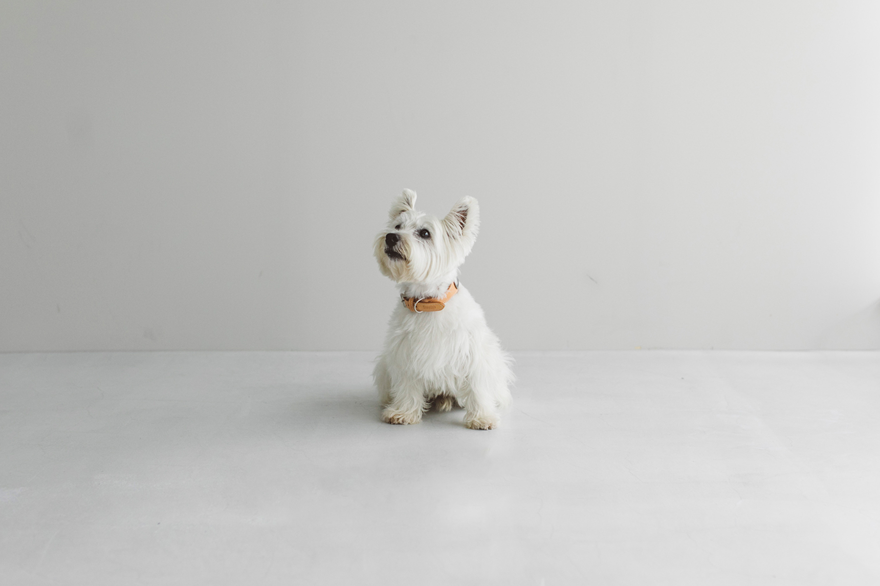 West Highland White Terrier MEET UP 2025