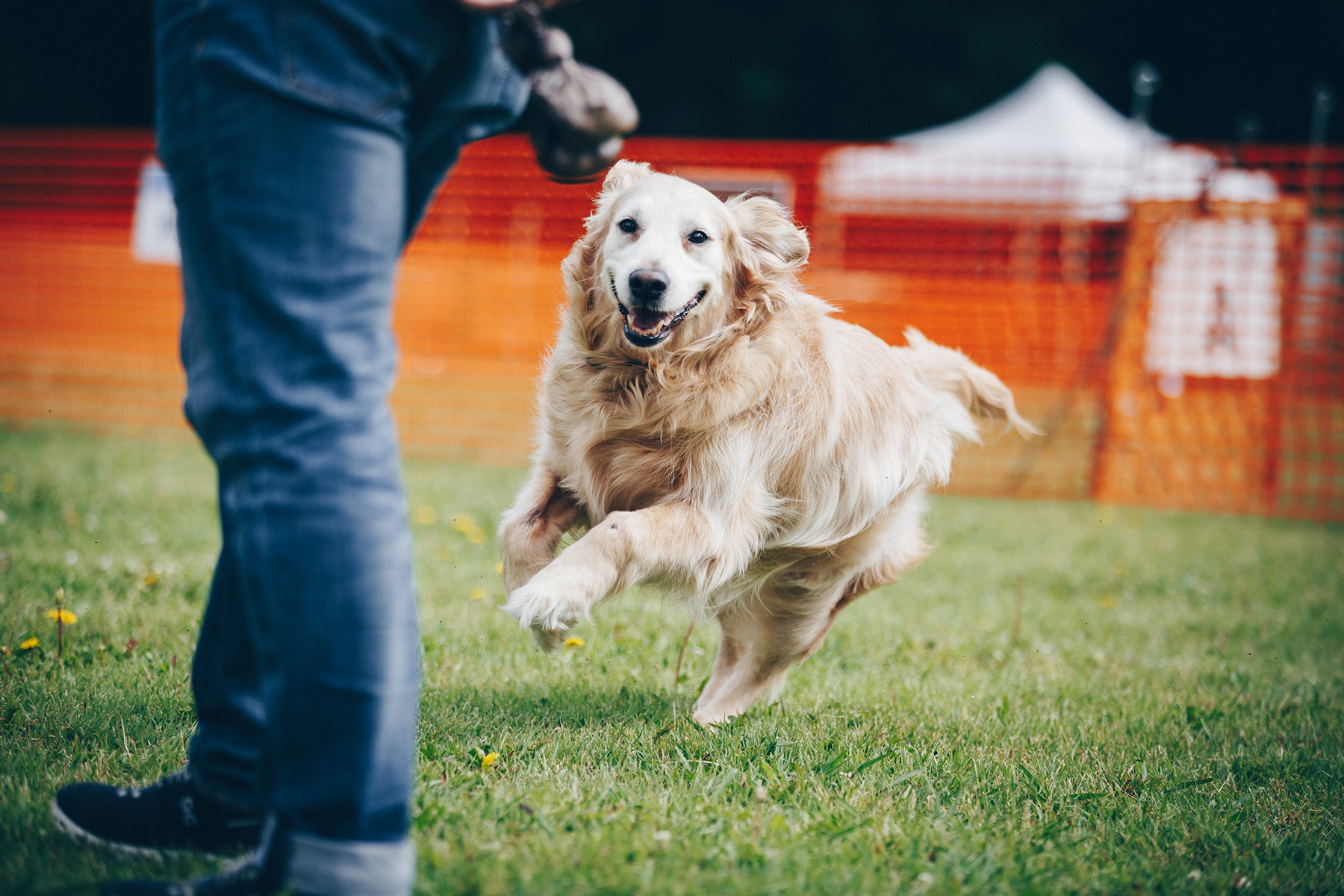 ドッグラン(Retriever)