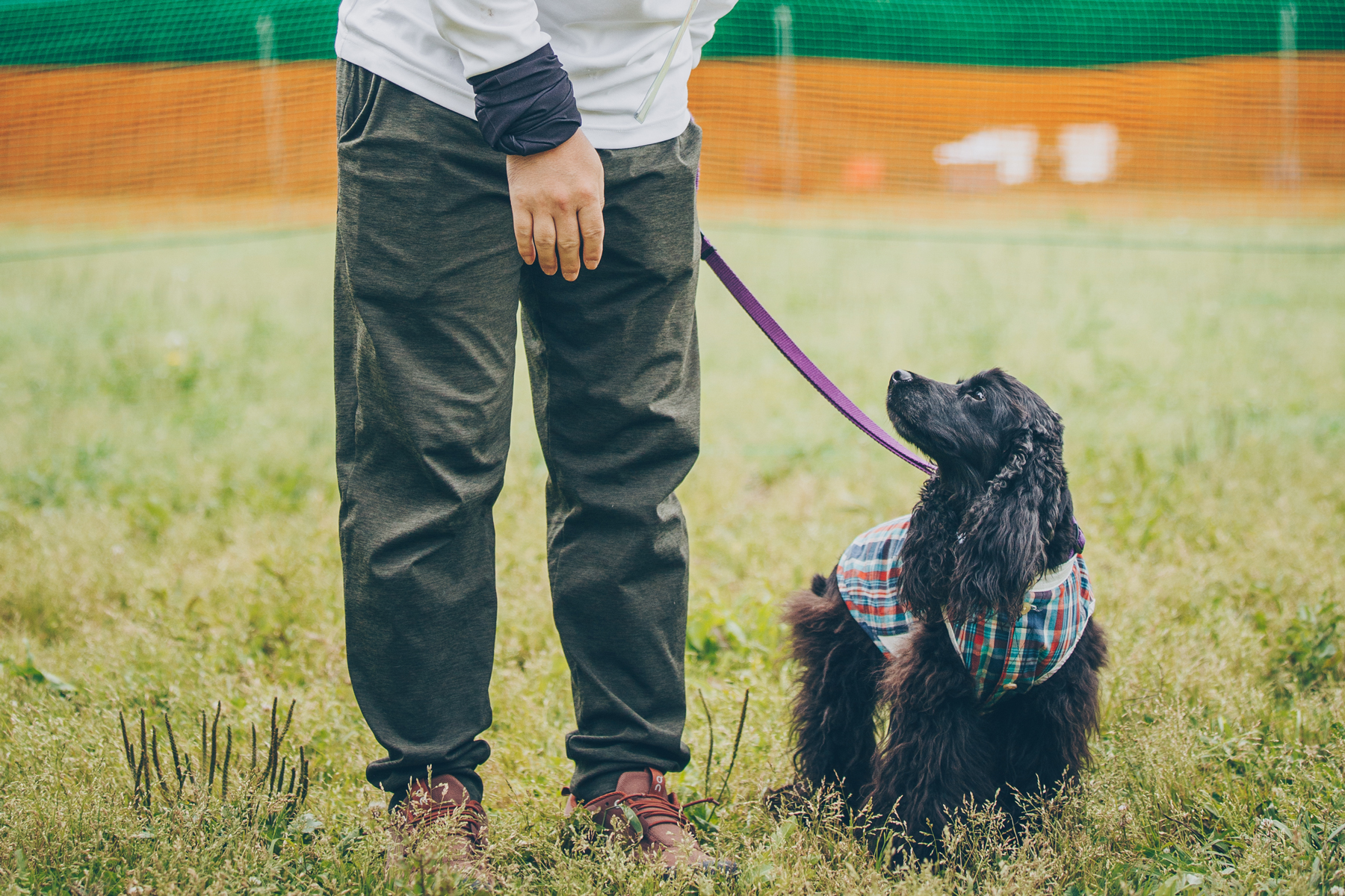 フィールドコンテンツ紹介(Cocker Spaniel)