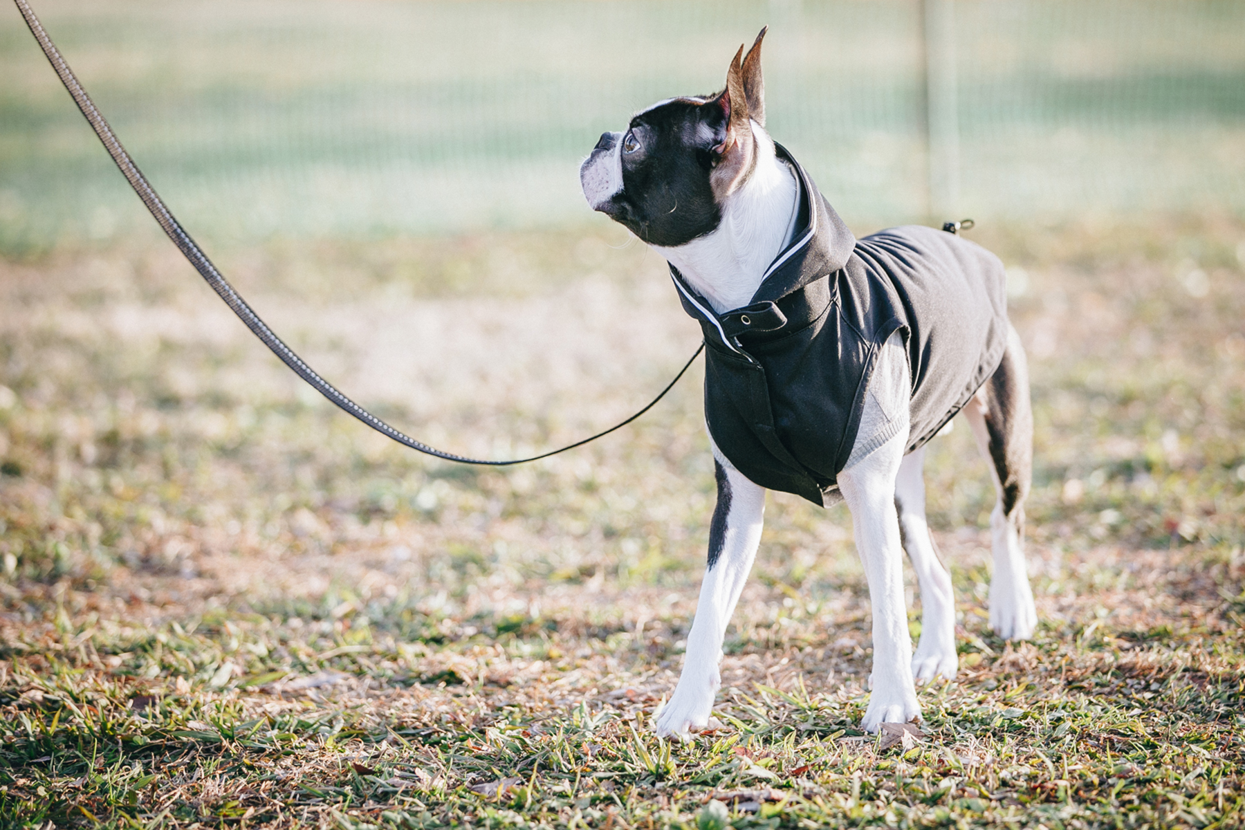 ドッグラン(BostonTerrier)