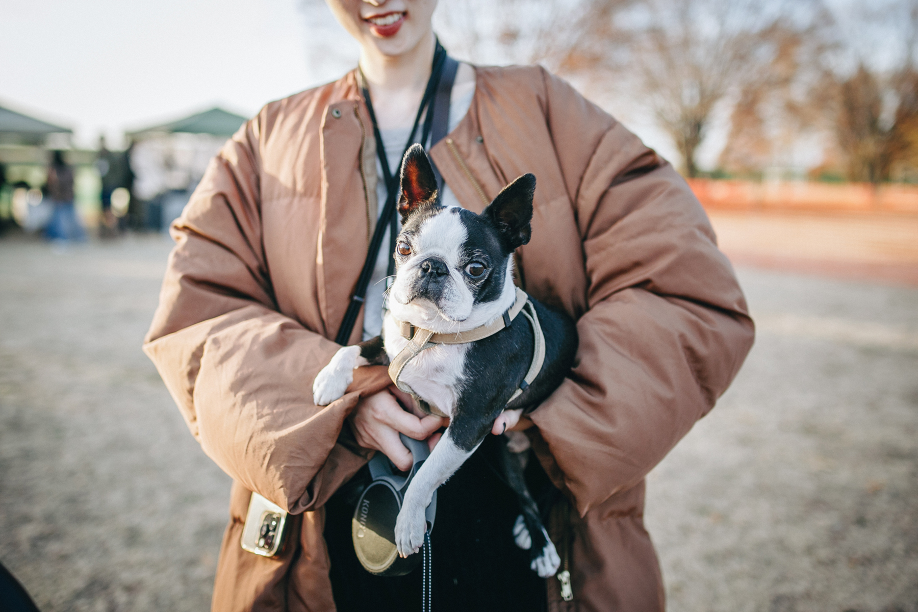 家族写真撮影(BostonTerrier)