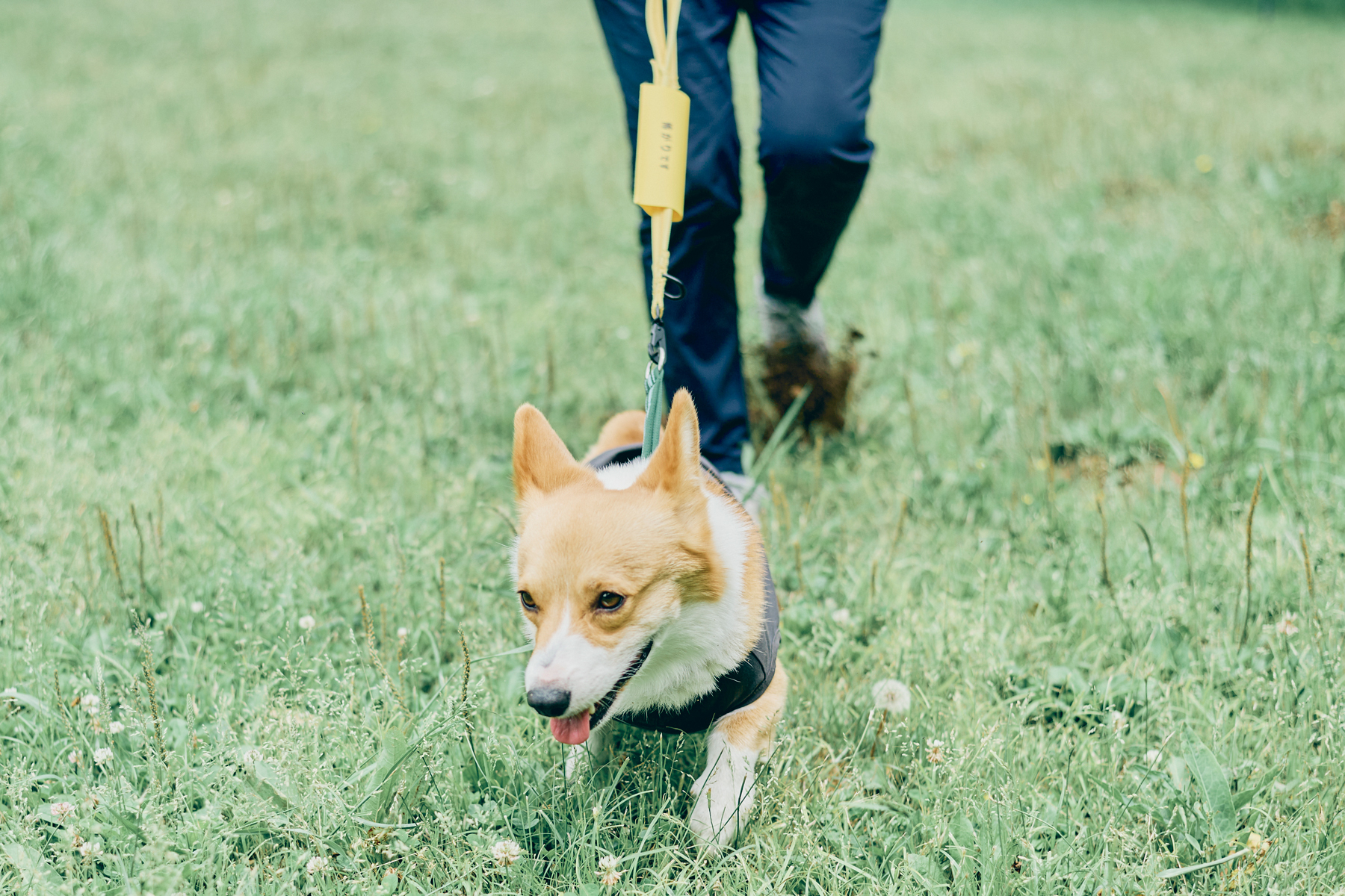 イエロードッグの考え方・皆さんに知っておいてほしいこと(Corgi)