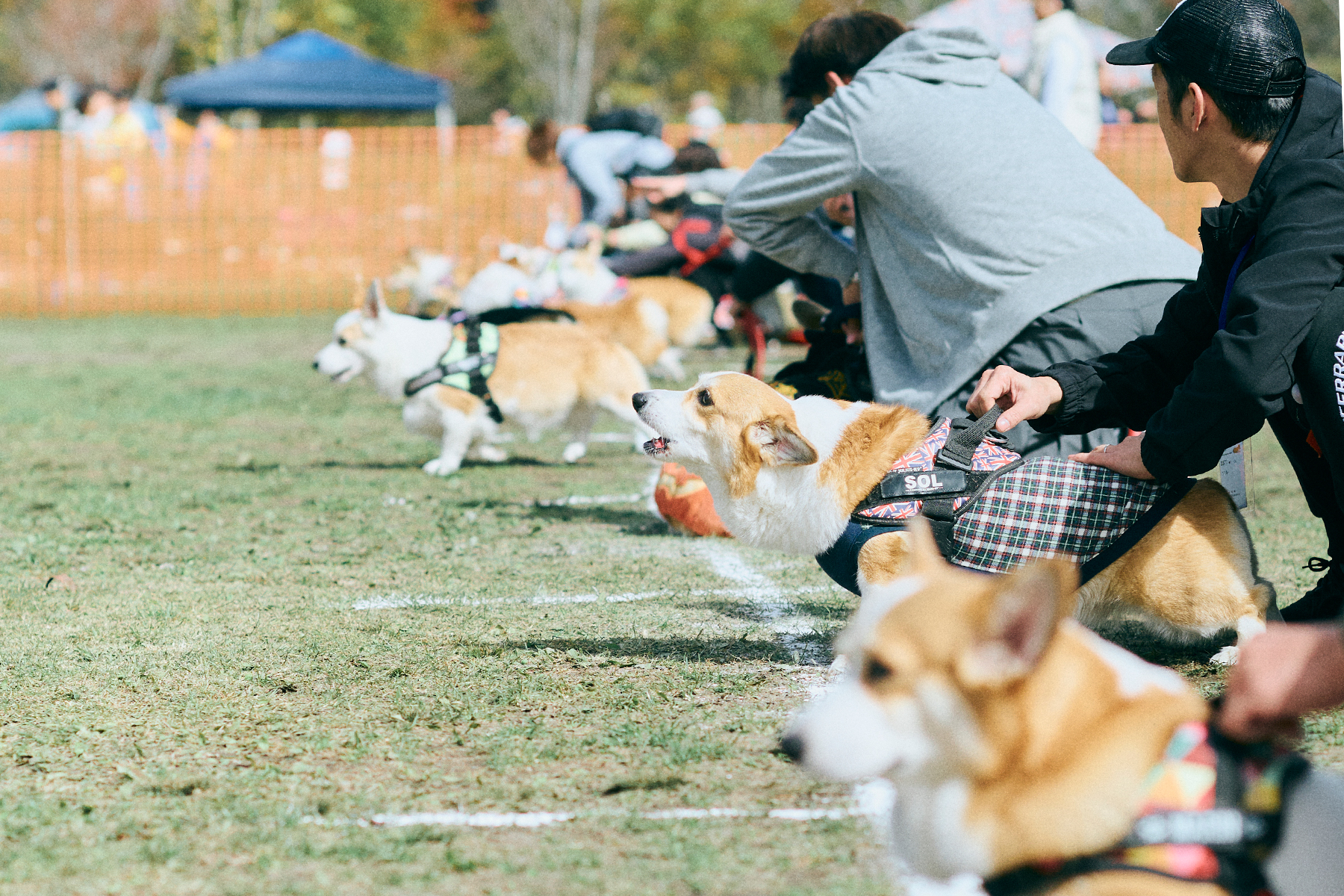 30mレース(Corgi)