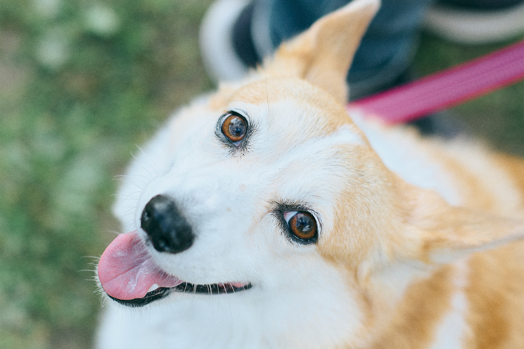 愛犬の「噛みつき」を理解して軽減する方法