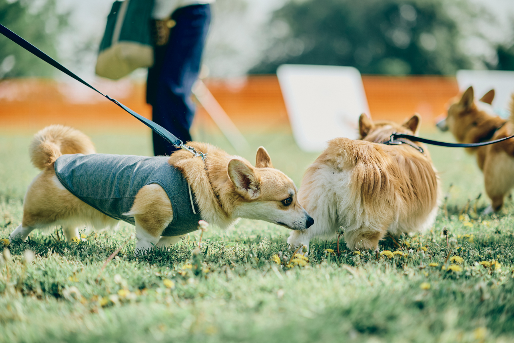 ドッグラン(Corgi)