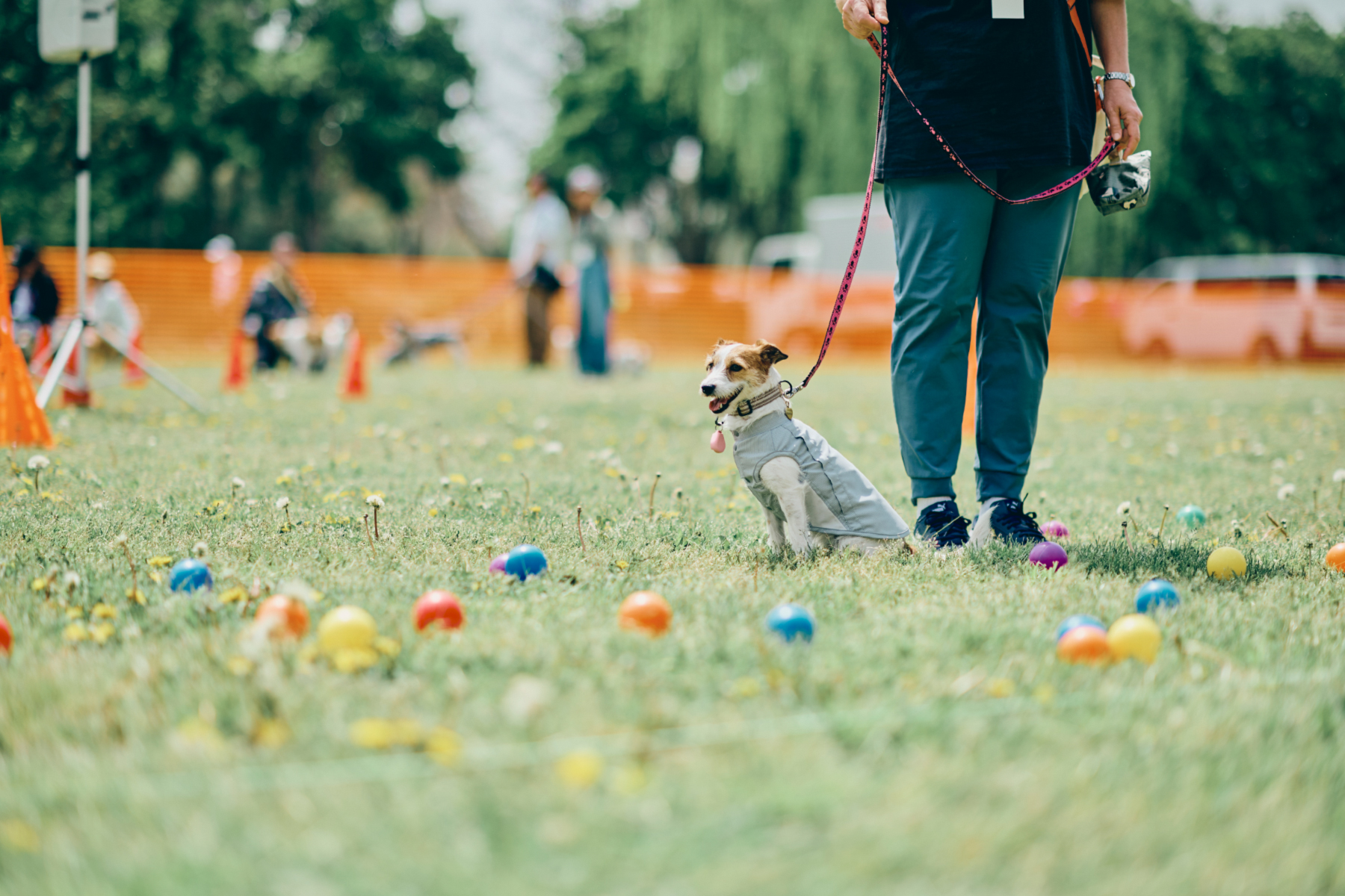 ミュージックボール(Jack Russell Terrier)