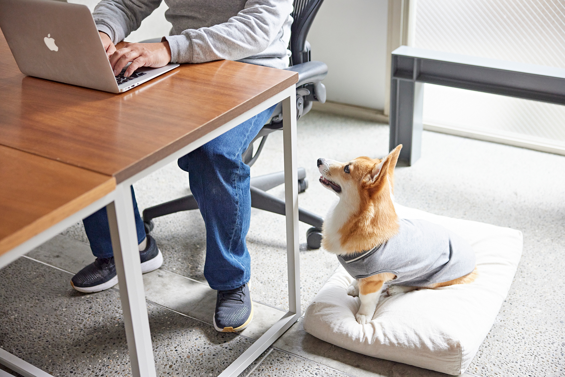 愛犬と一緒に働けるオフィスの魅力について(Corgi)