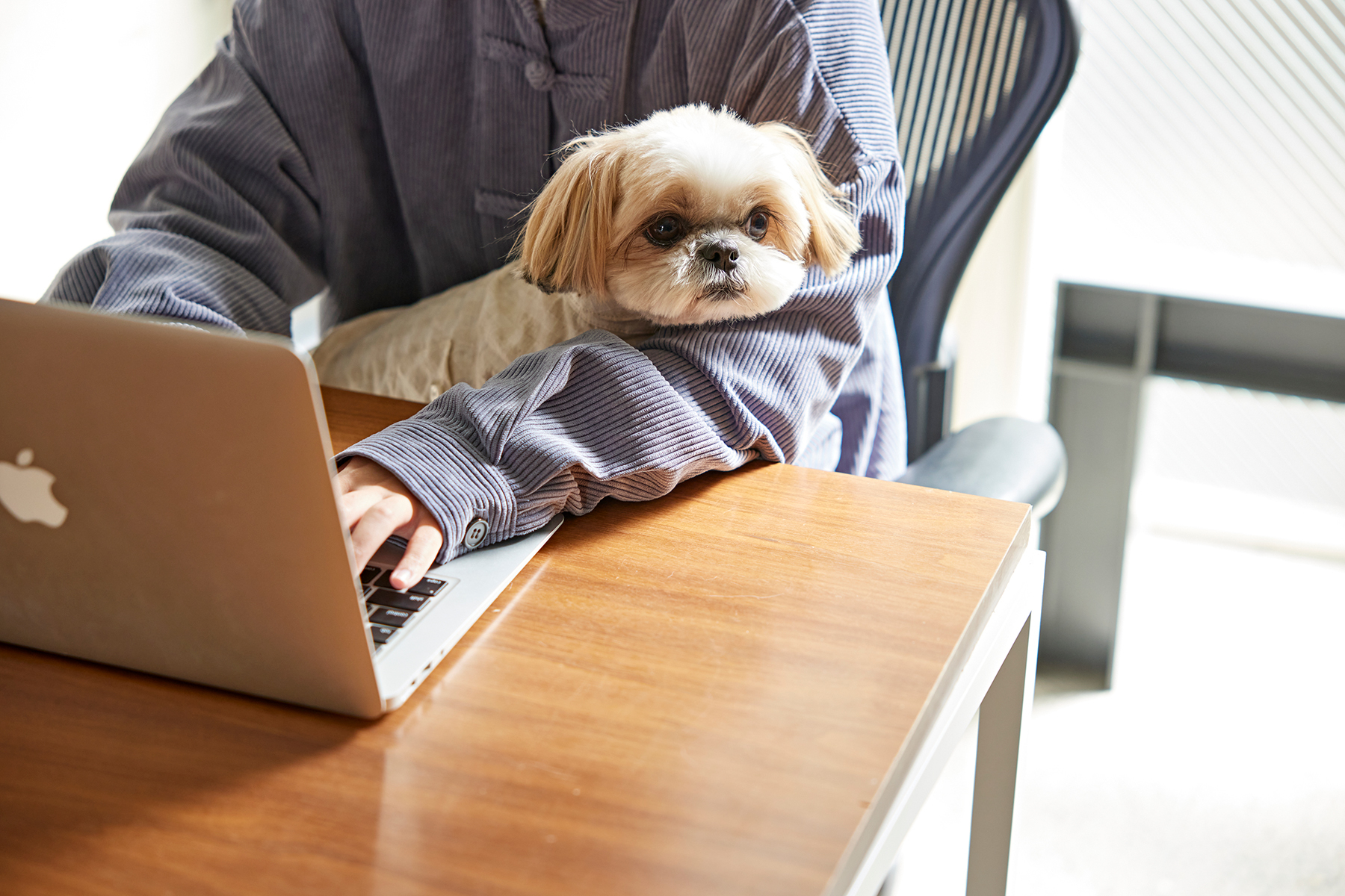 愛犬と一緒に働けるオフィスの魅力について(Shih Tzu)