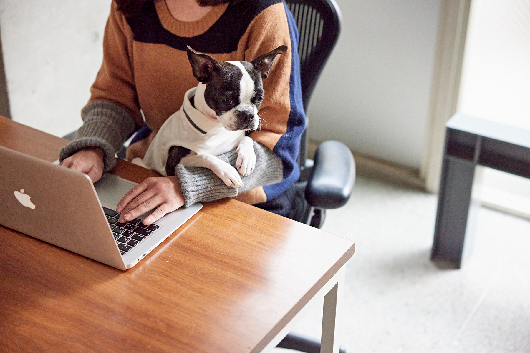 愛犬と一緒に働けるオフィスの魅力について(Boston Terrier)