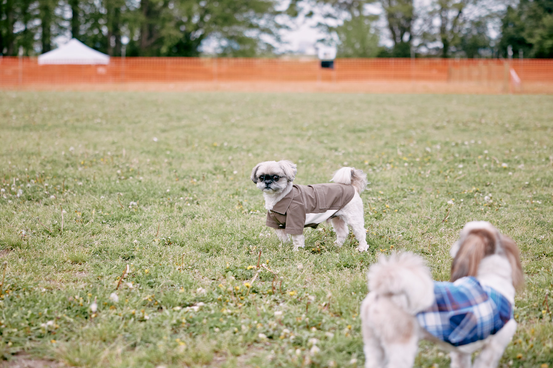 ドッグラン(Shih Tzu)