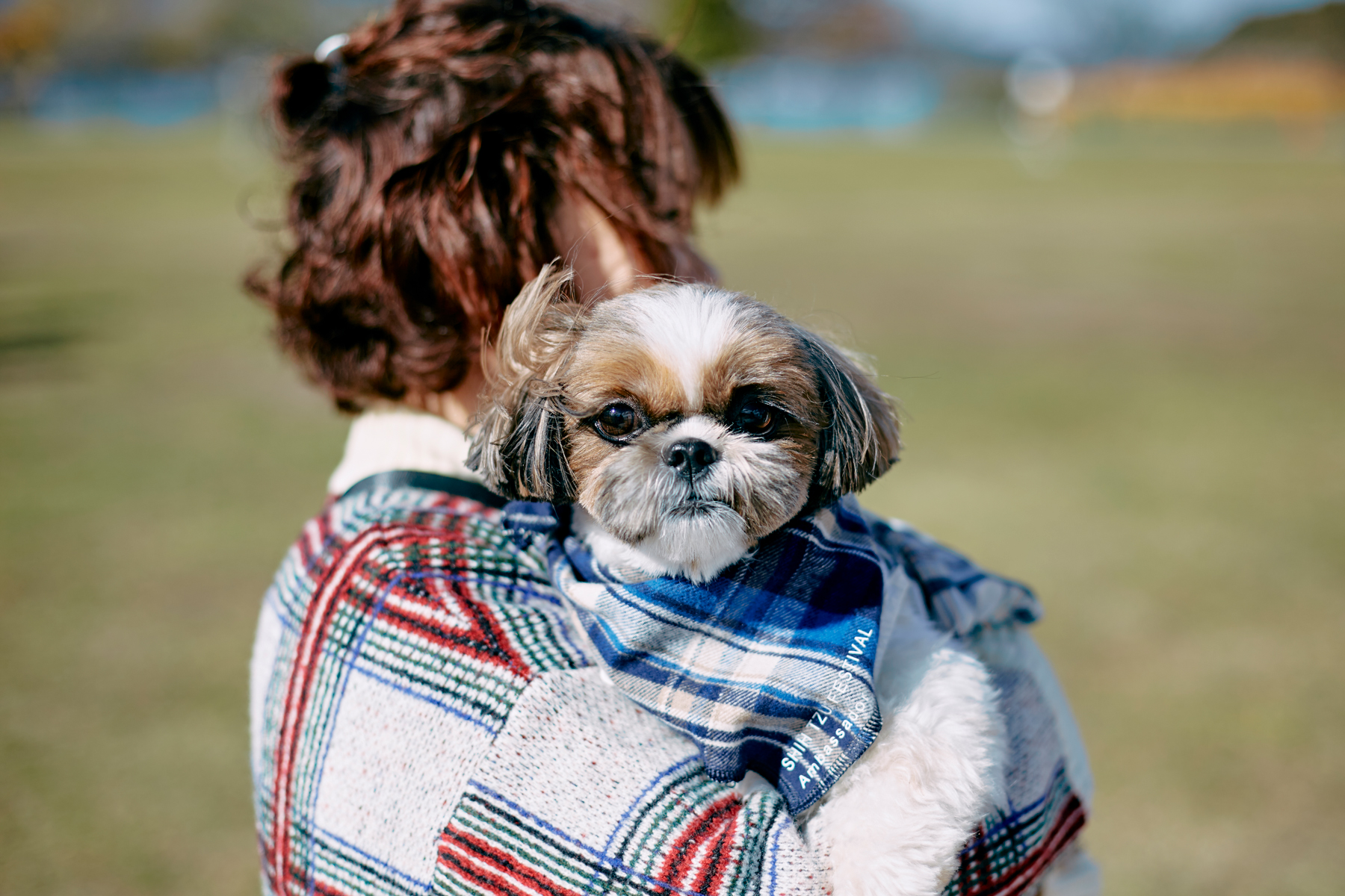 家族写真撮影(Shih Tzu)