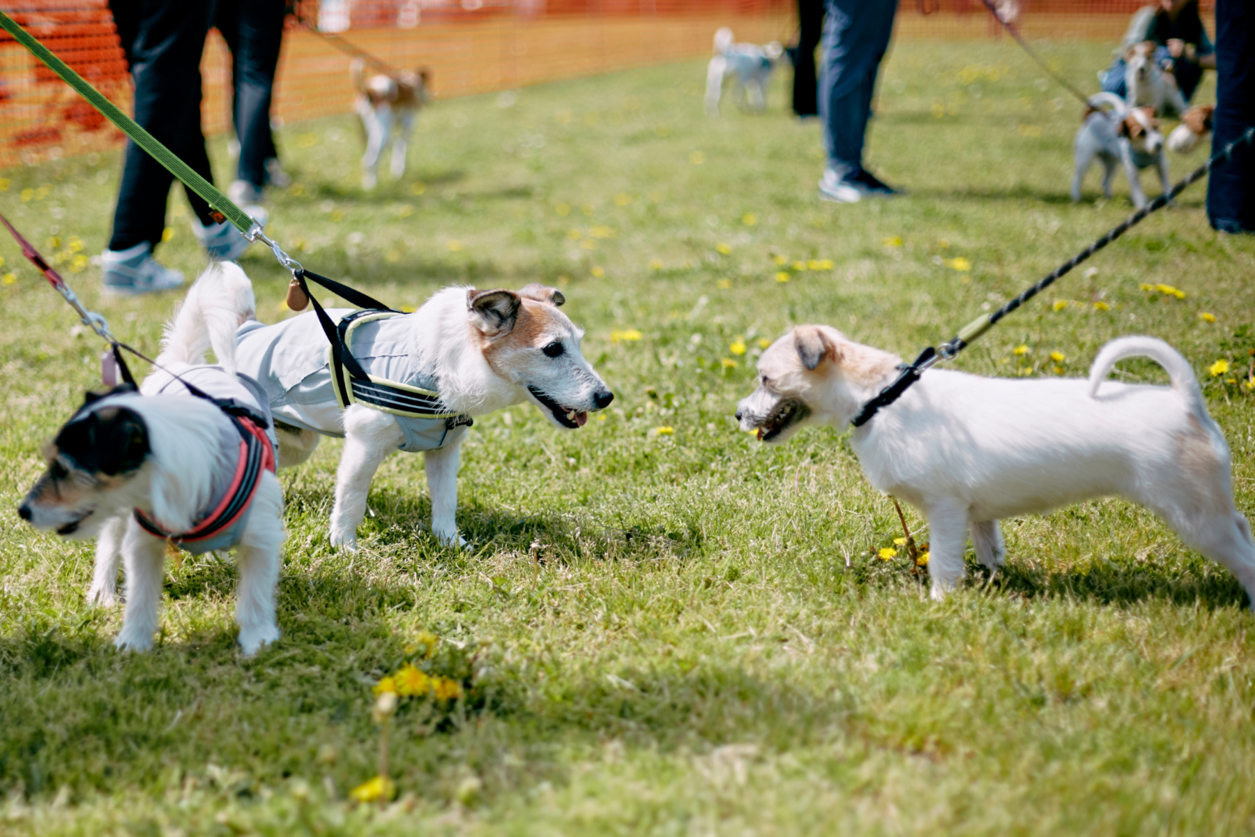 ドッグラン(Jack Russell Terrier)