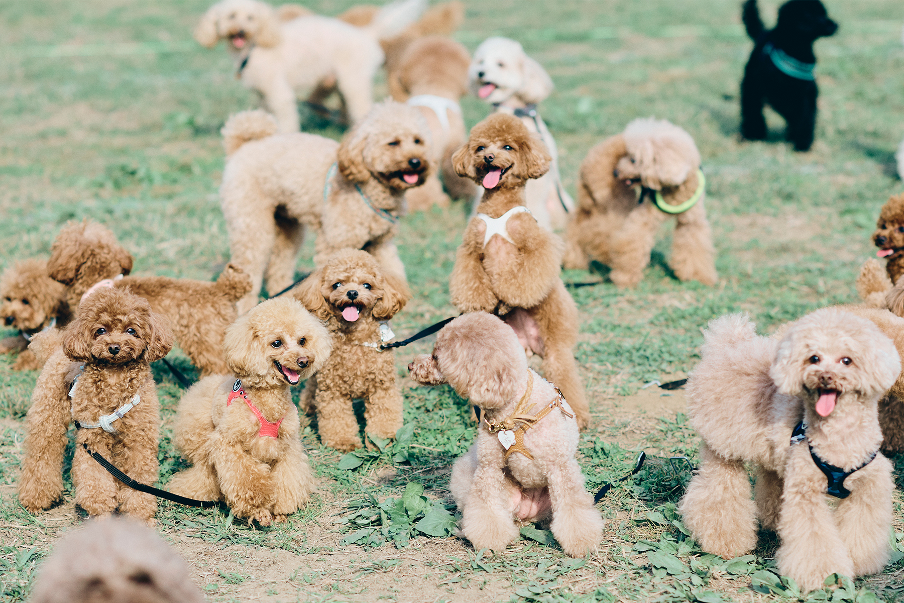 犬まみれ撮影会(Poodle)