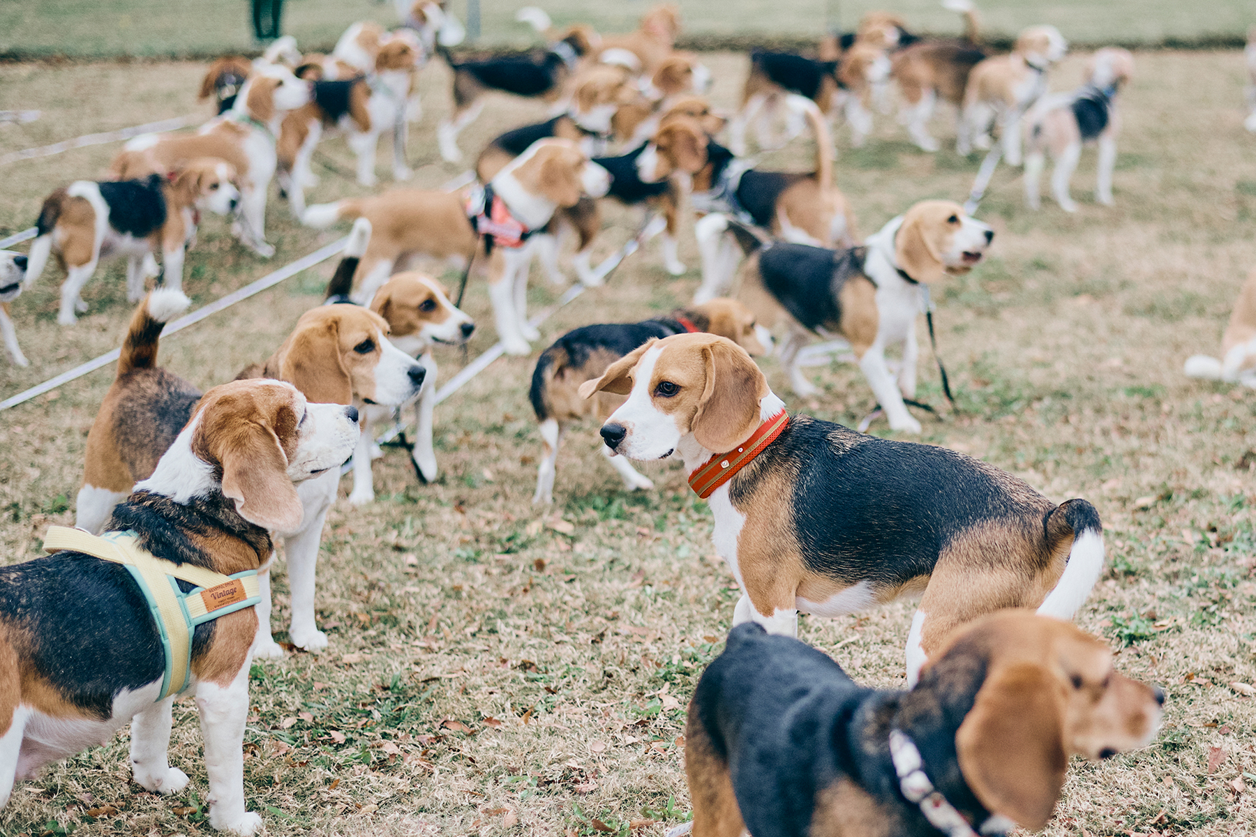 犬まみれ撮影会(Beagle)