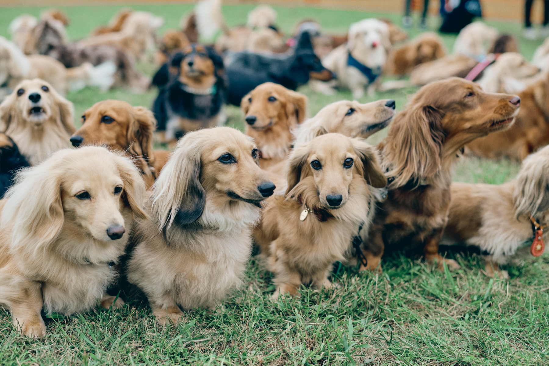 犬まみれ撮影会(Dachshund)