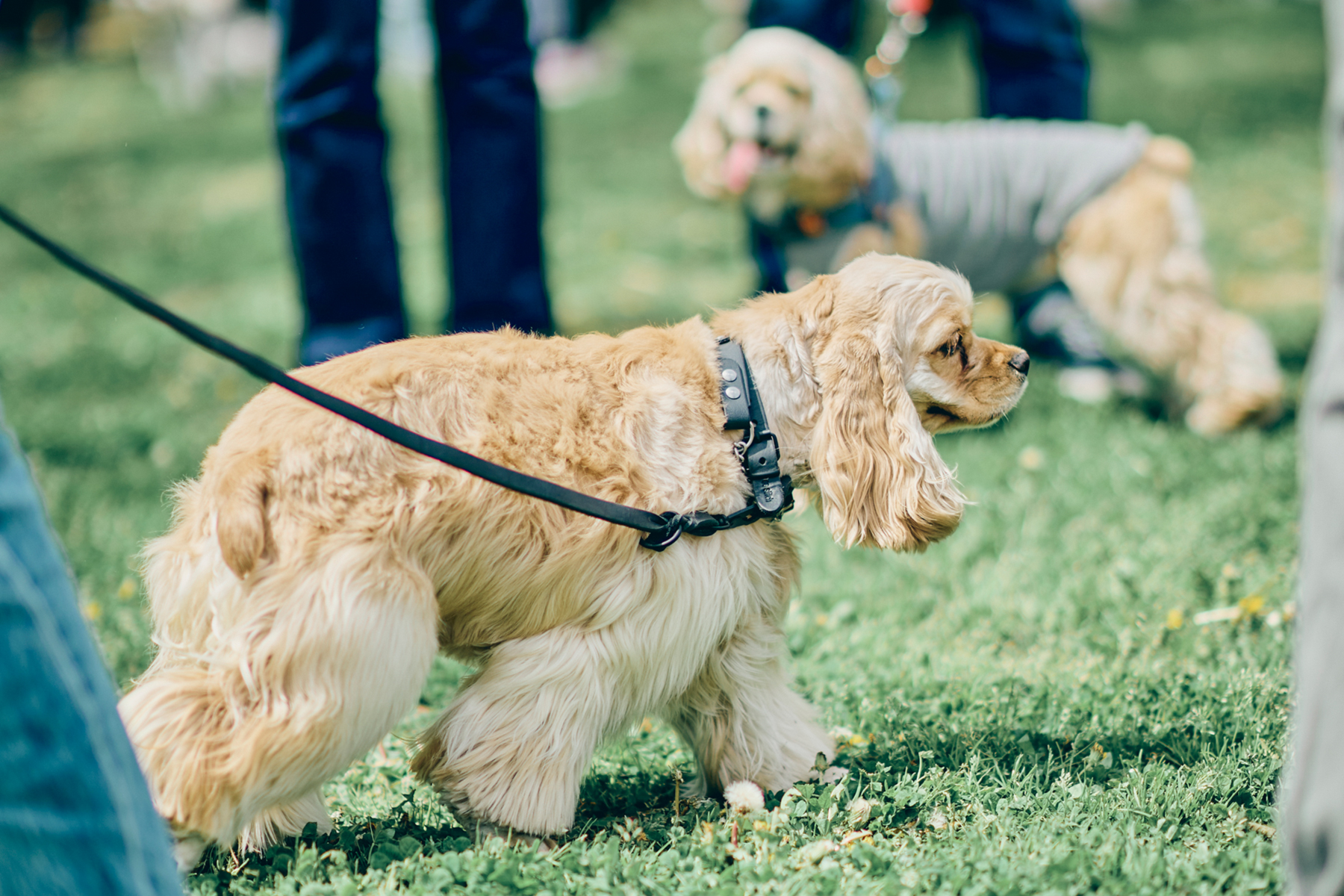 ドッグラン(Cocker Spaniel)