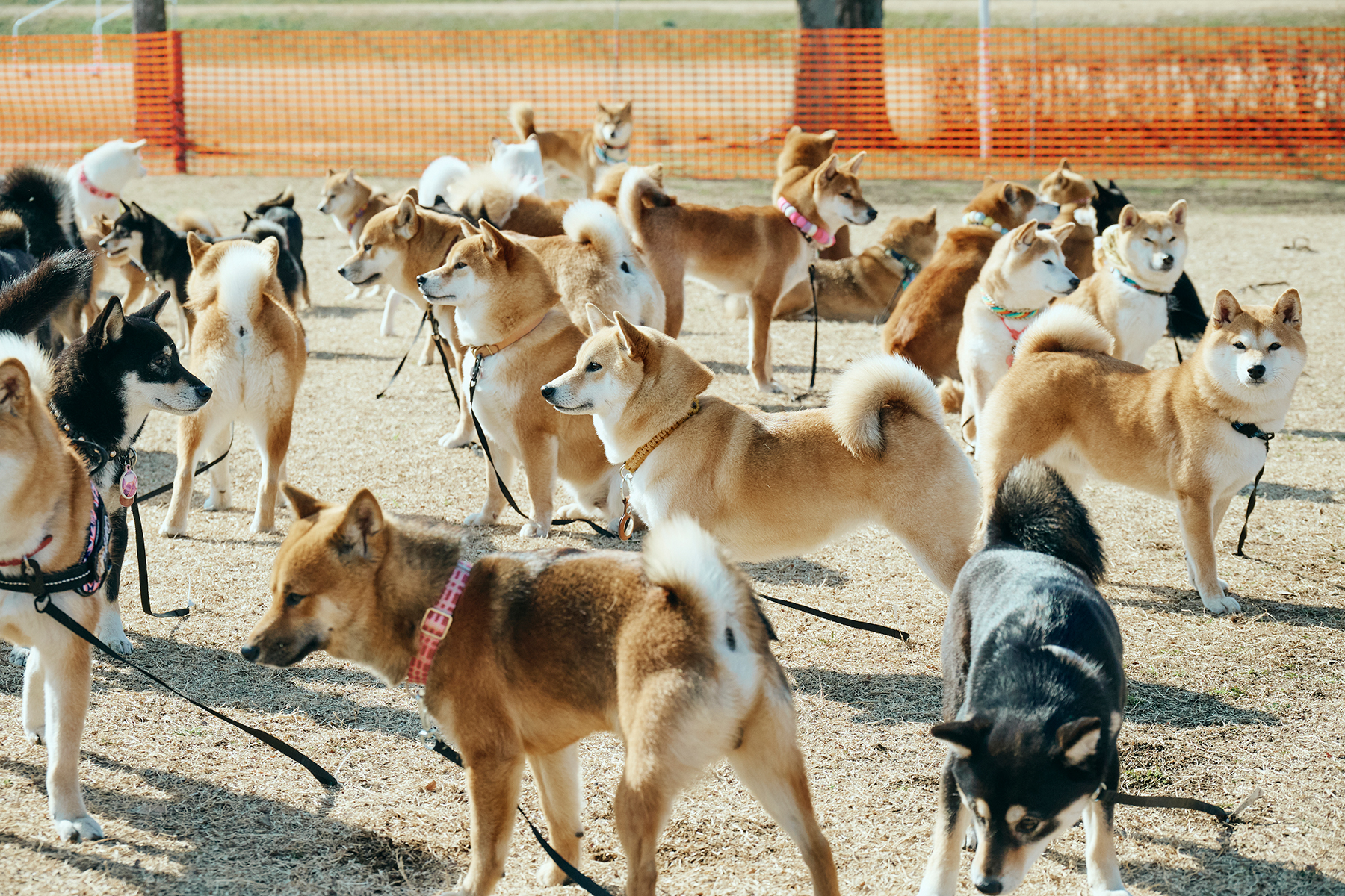 犬まみれ撮影会(Shiba)