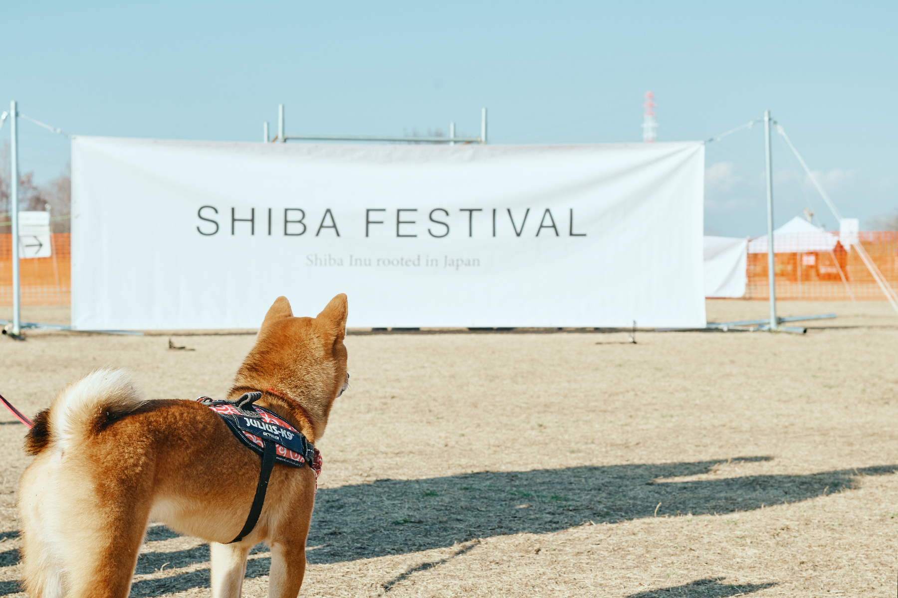 家族写真撮影(Shiba)