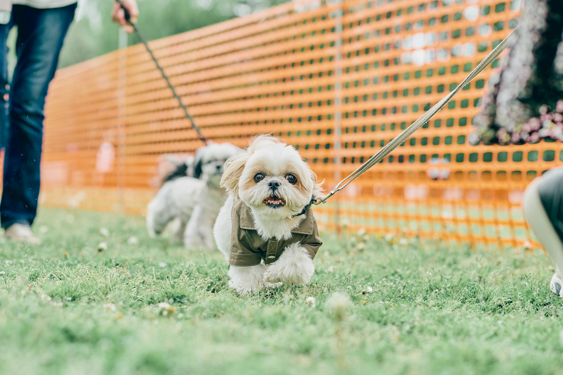 Shih Tzu Festival 2025