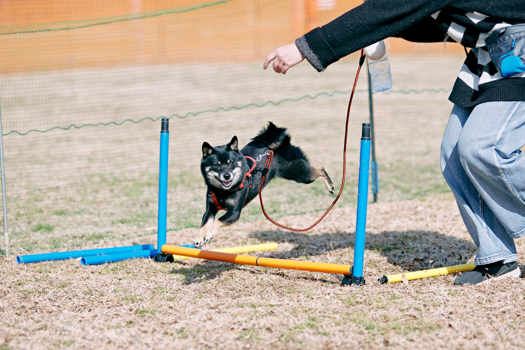 しょうがいぶつ競走(Shiba)