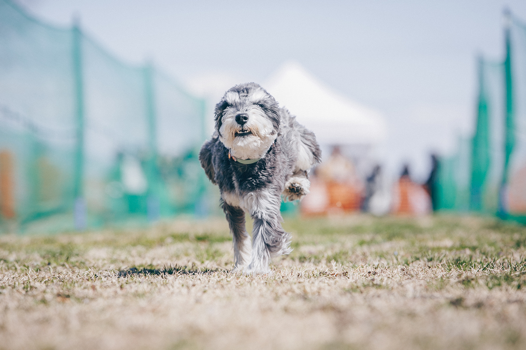 50mスプリント&ハードル走(Schnauzer)