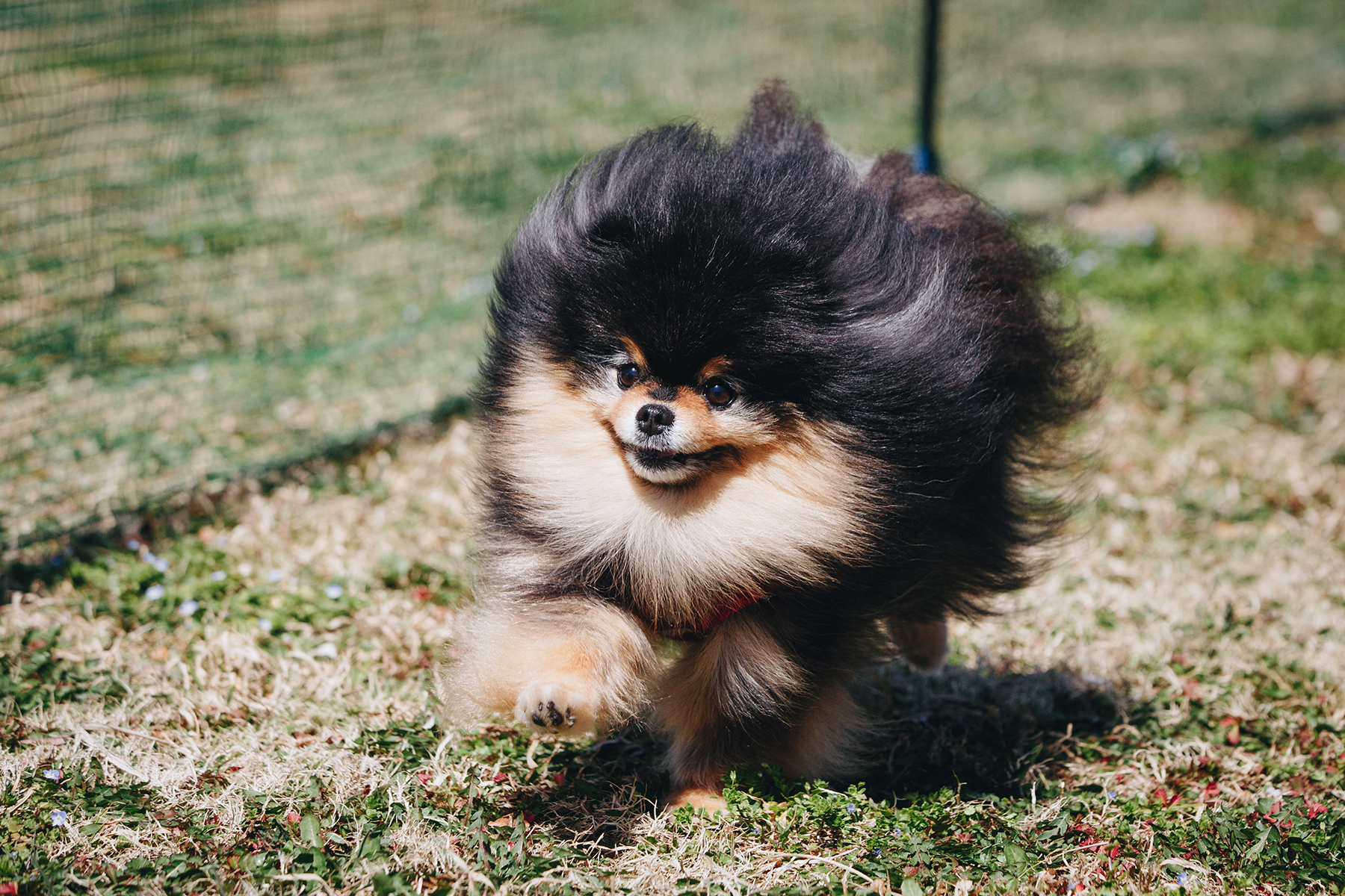 50mスプリント結果発表(Pomeranian)