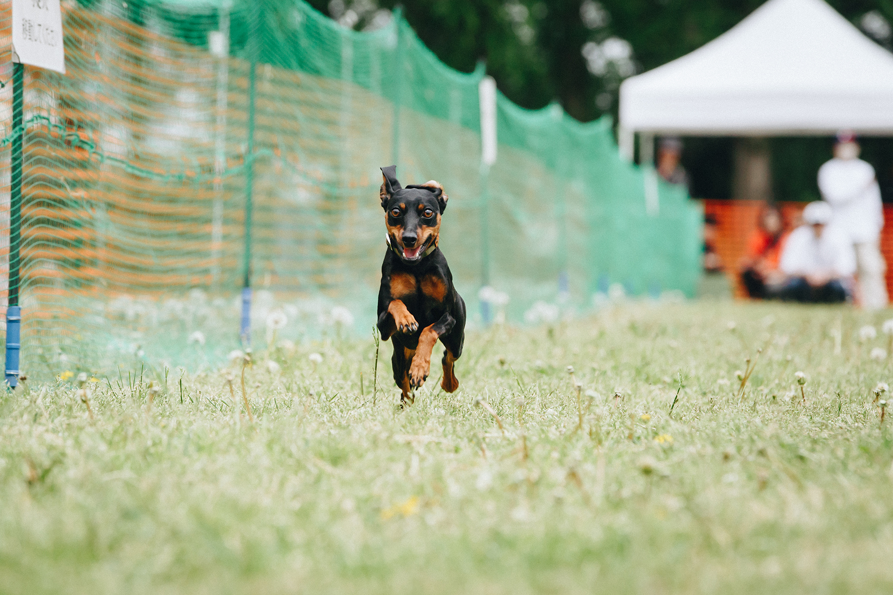 50mスプリント&ハードル走(Pinscher)