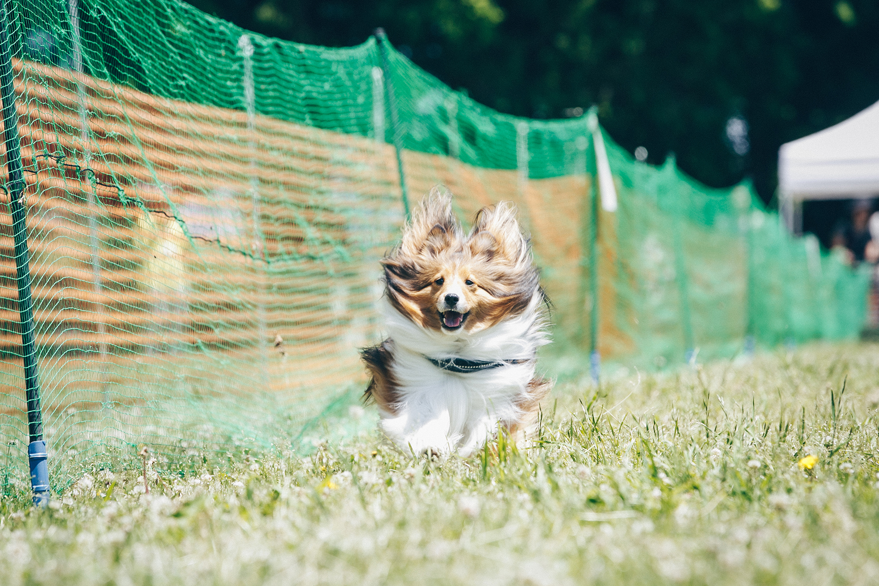 50mスプリント&ハードル走(Shetland Sheepdog)