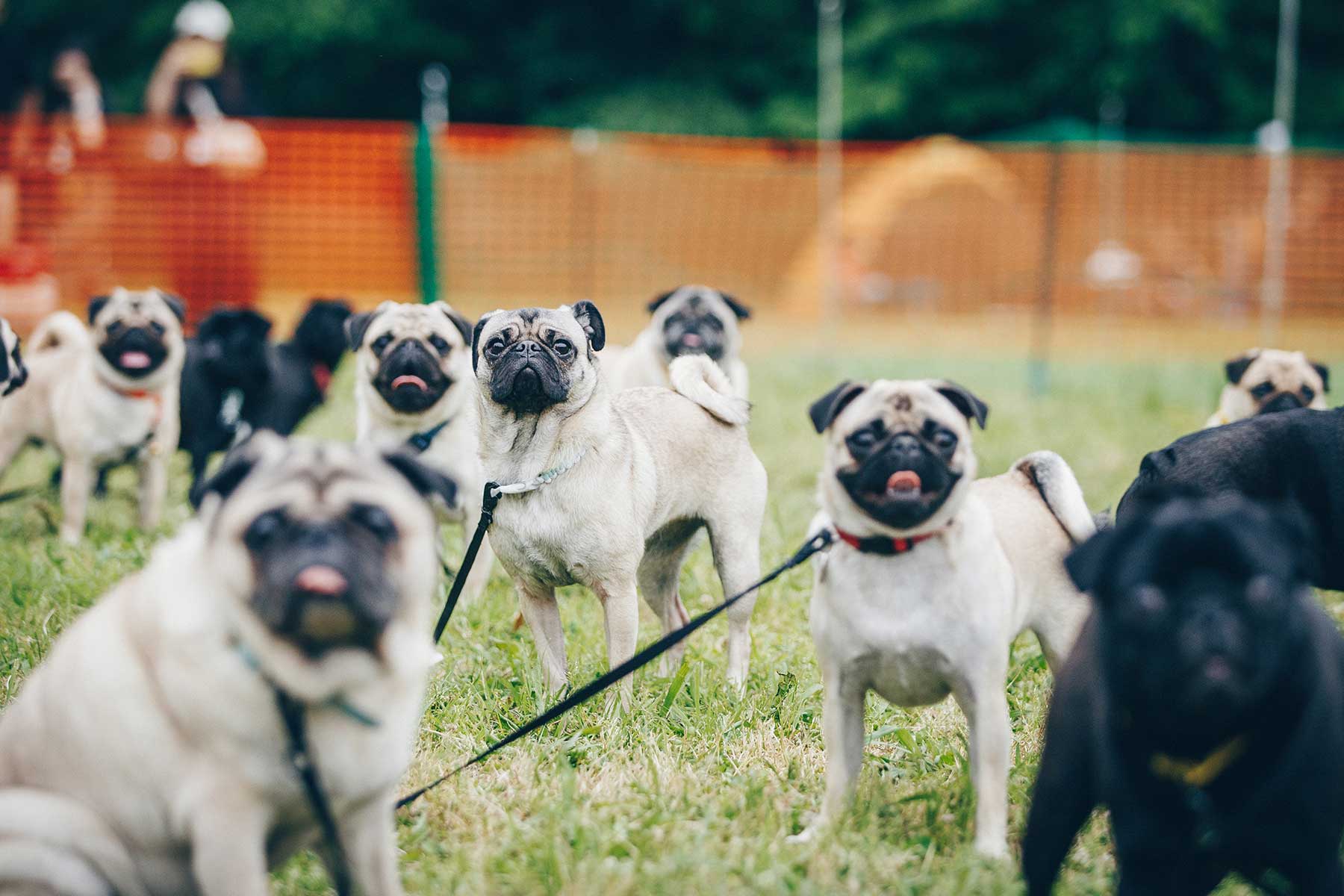 犬まみれ撮影会(Pug)