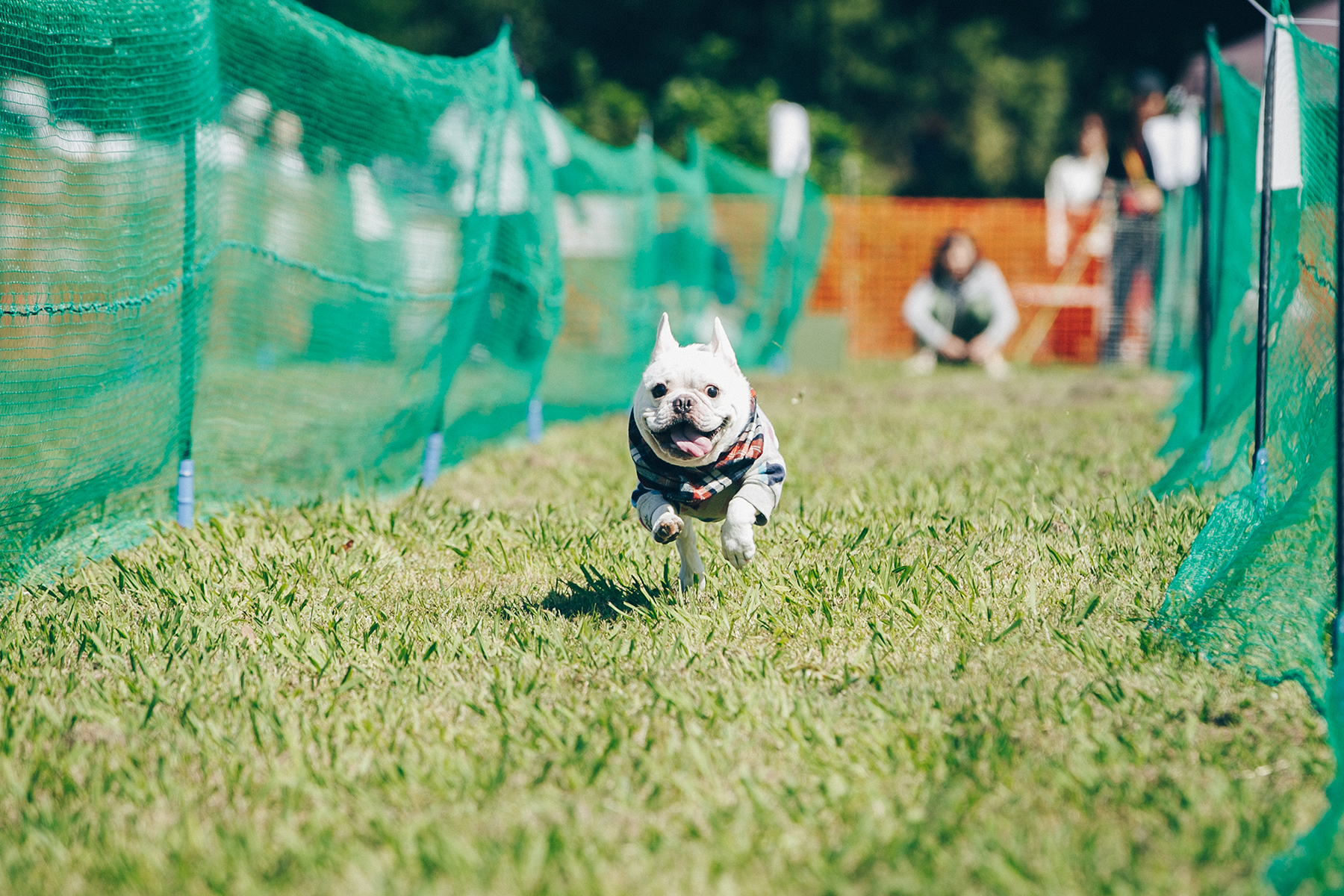 50mスプリント&ハードル走(French Bulldog)