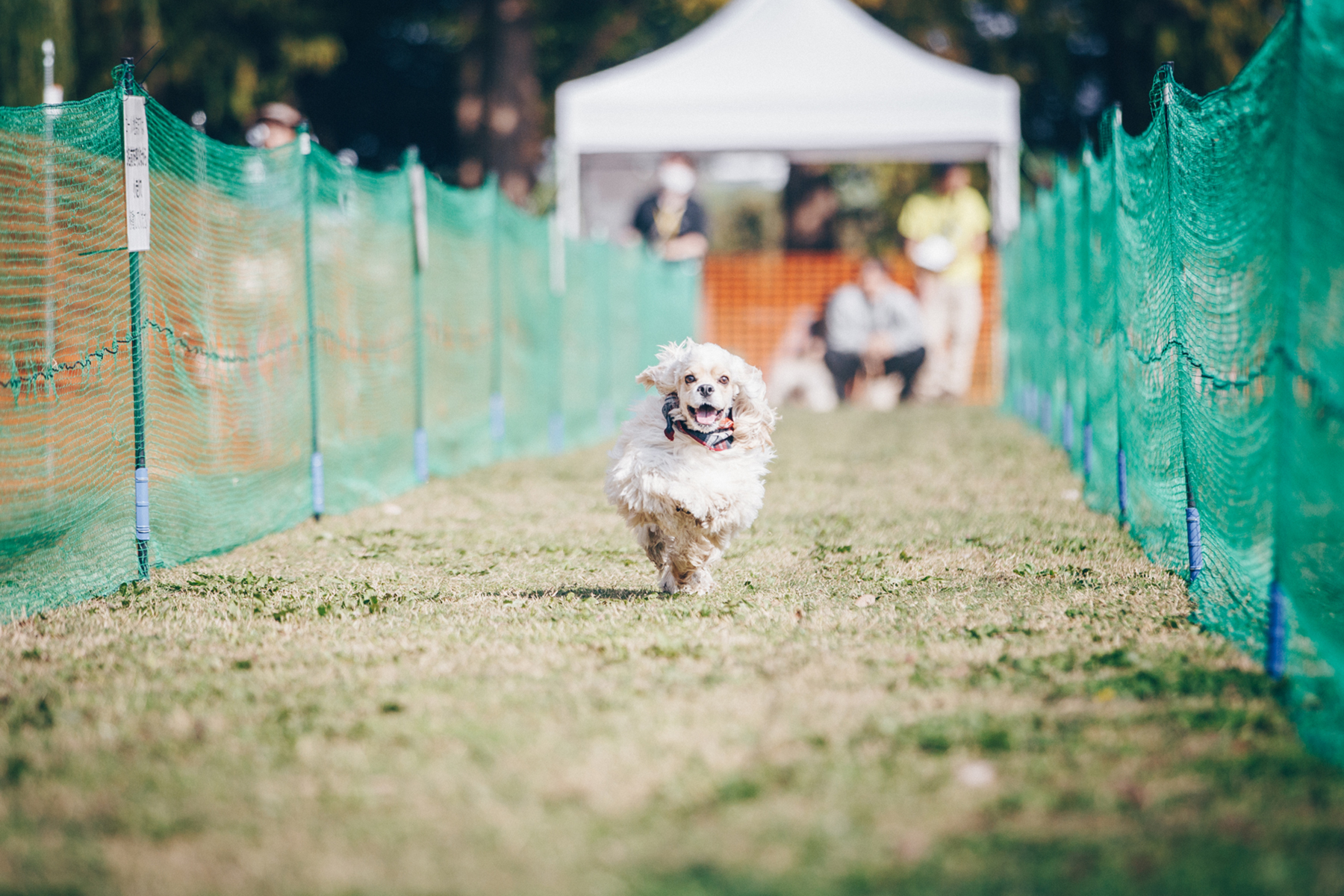 50ｍハードル走結果発表( Cocker Spaniel)