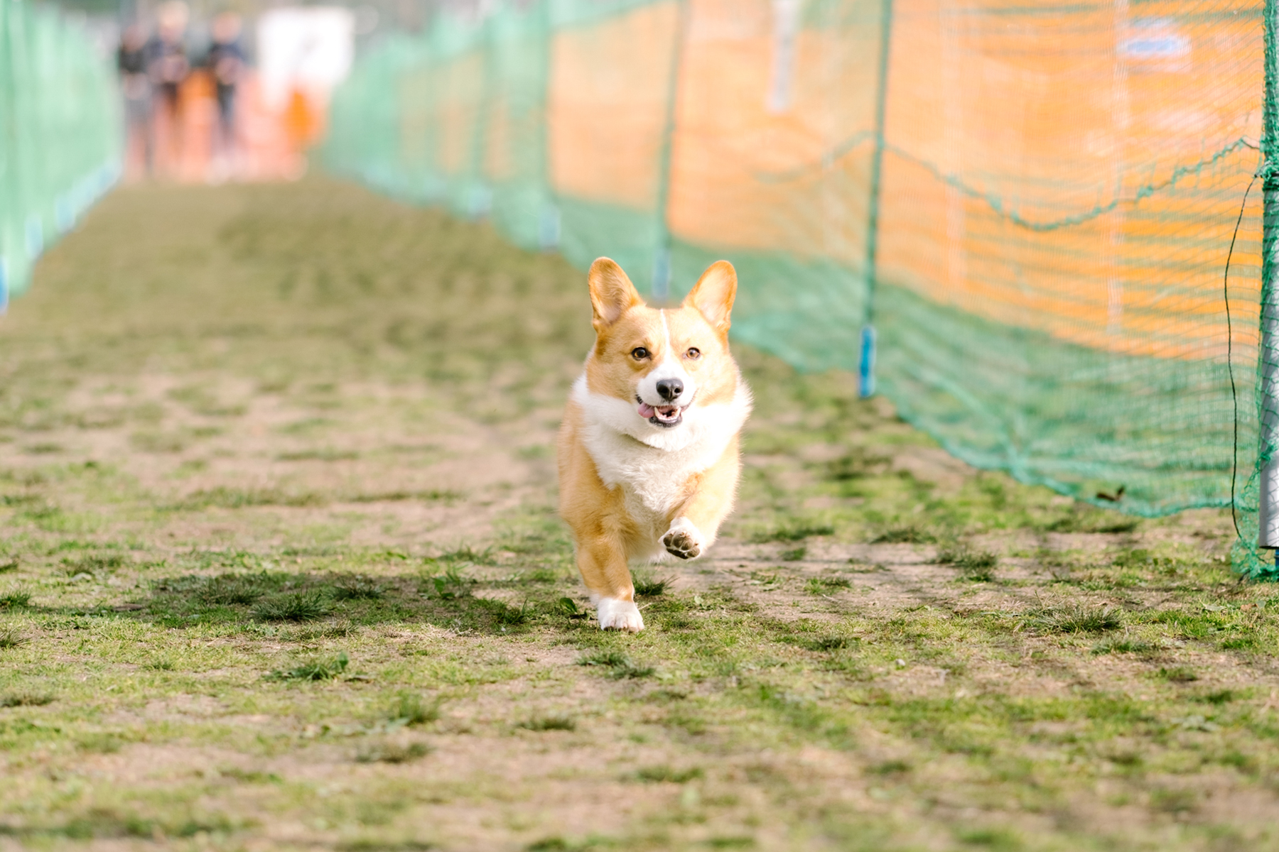 50mスプリント・50ｍハードル走結果発表(Corgi)