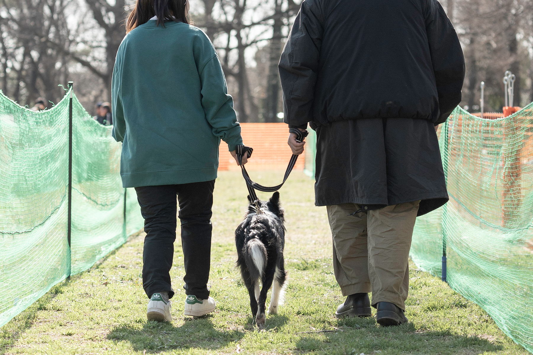 家族でダッシュ撮影(Border Collie)