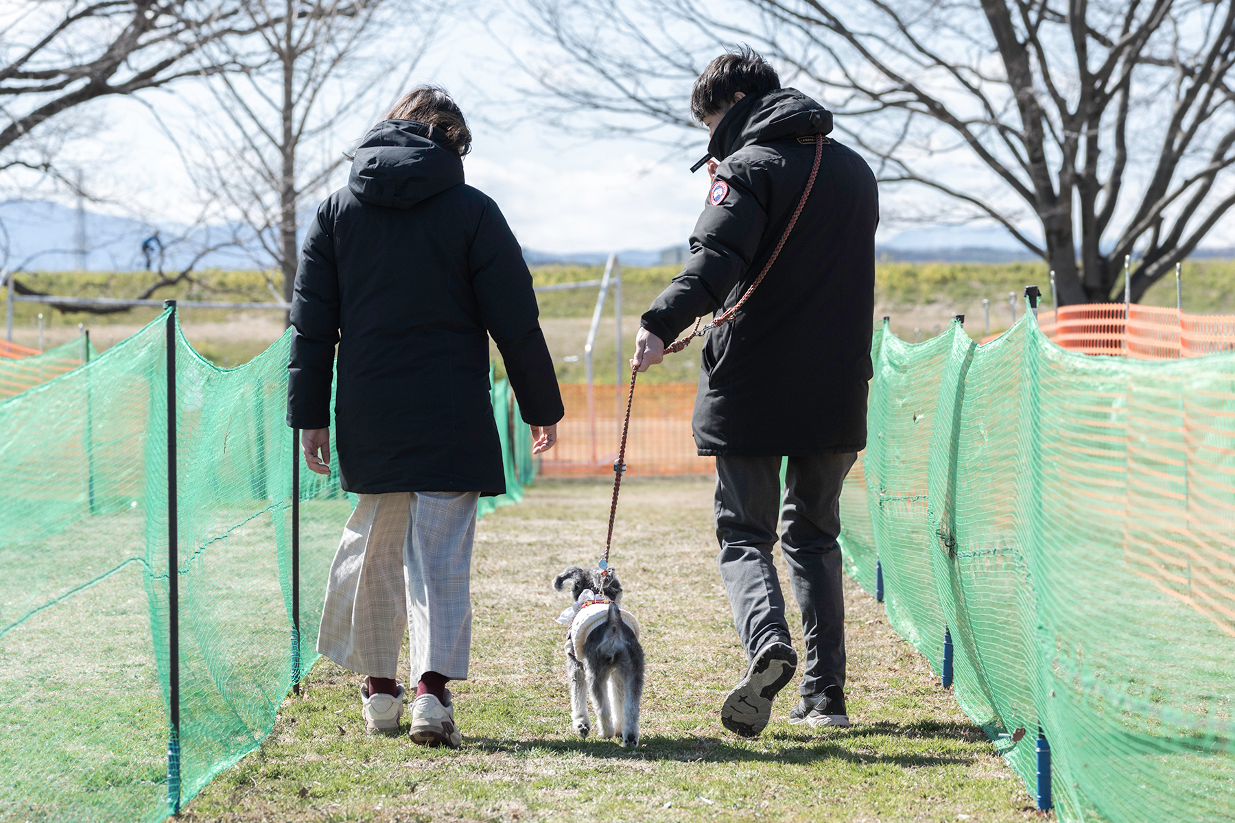 家族でダッシュ撮影(Schnauzer)