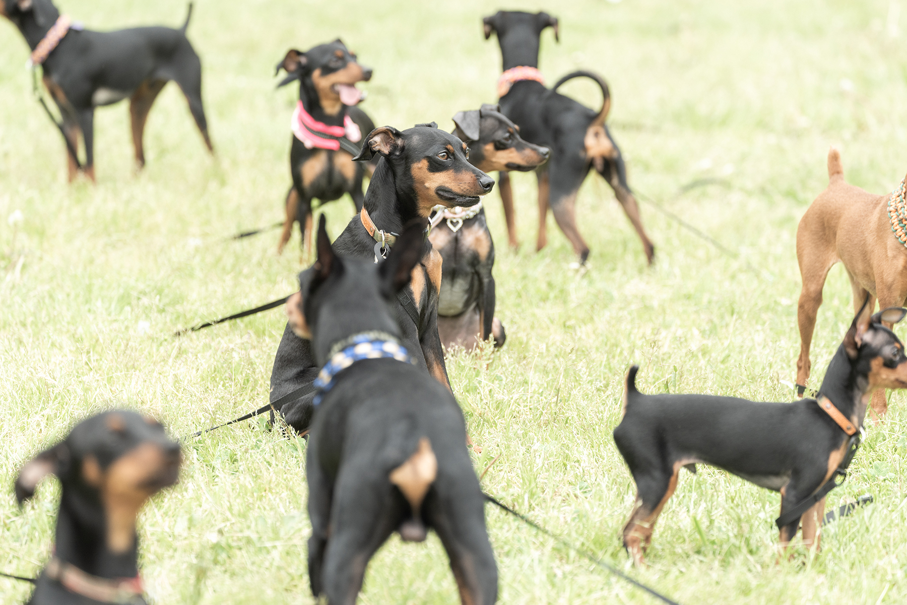 犬まみれ撮影会(Pinscher)