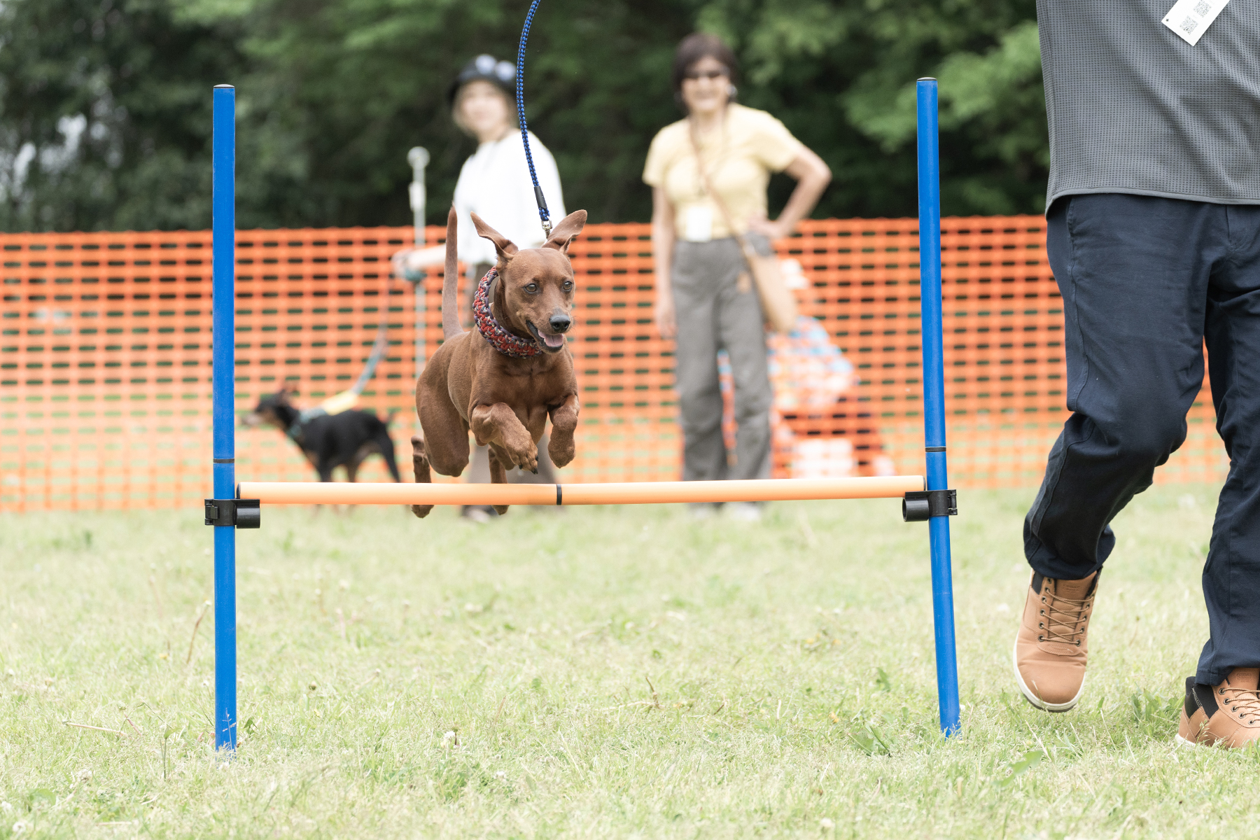 ハイジャンプ競技(Pinscher)