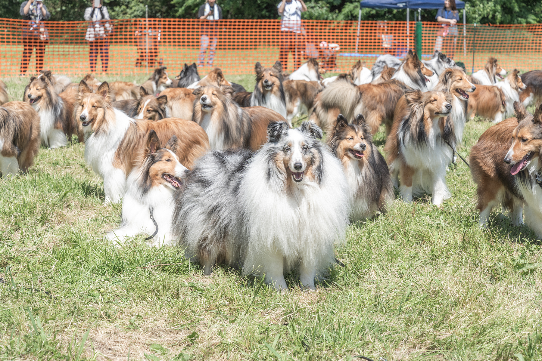 犬まみれ撮影会(Shetland Sheepdog)