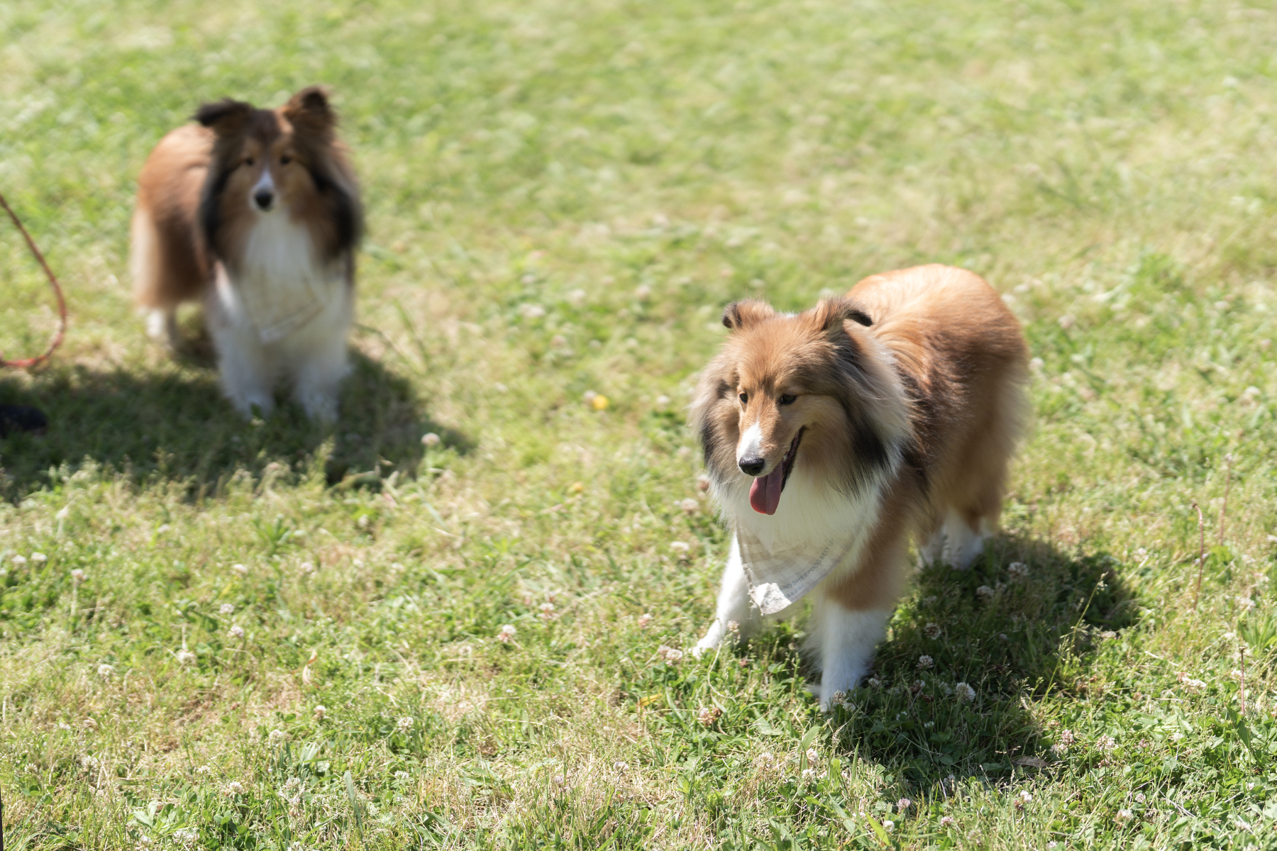 ドッグラン(Shetland Sheepdog)