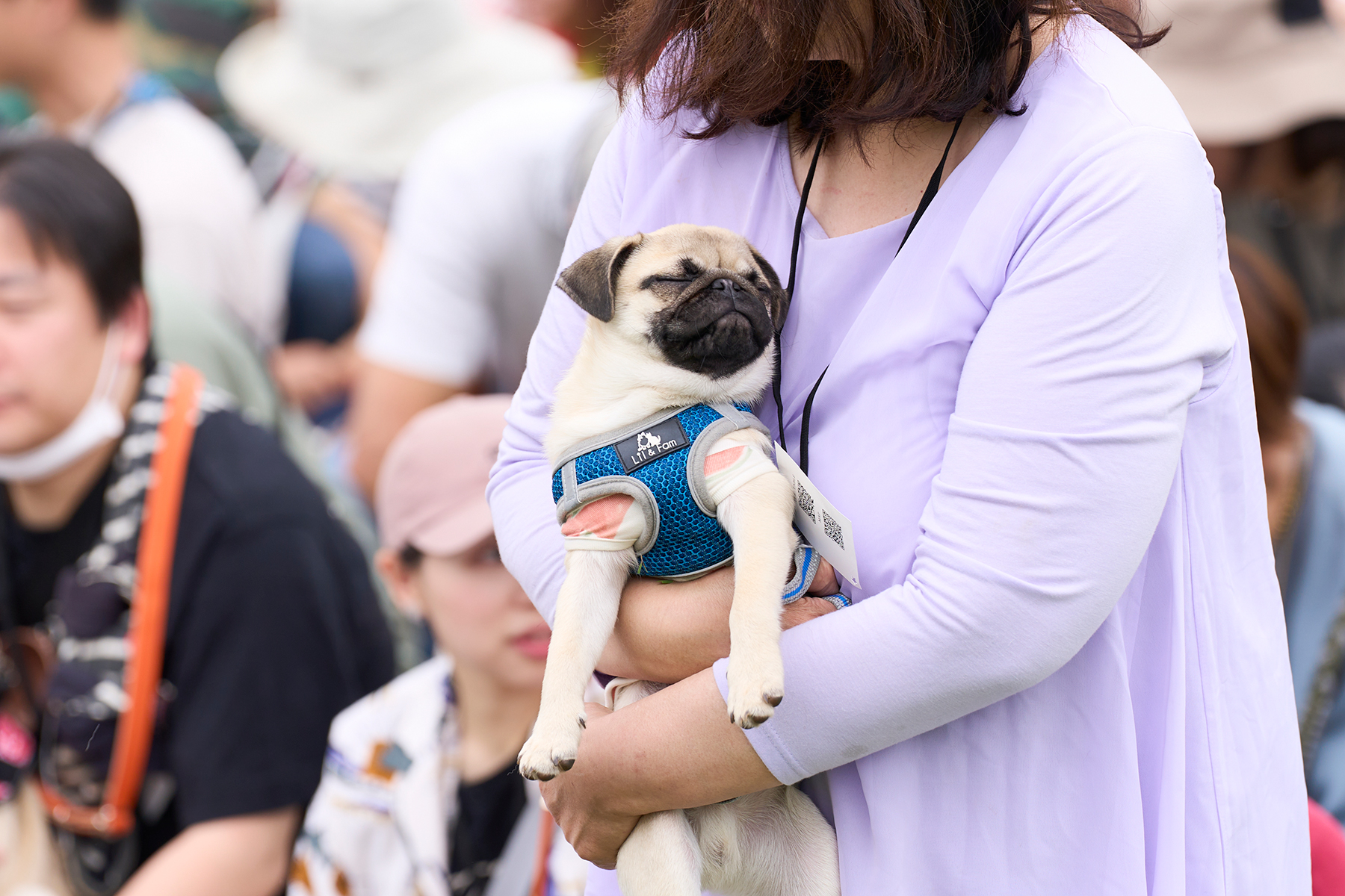 パピーセミナー(Pug)